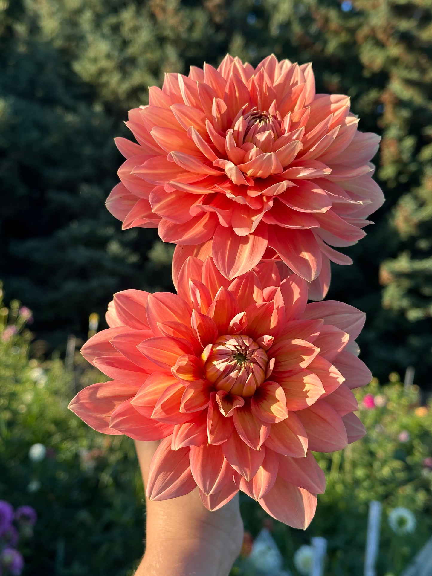 Nicholas Dahlia Tuber