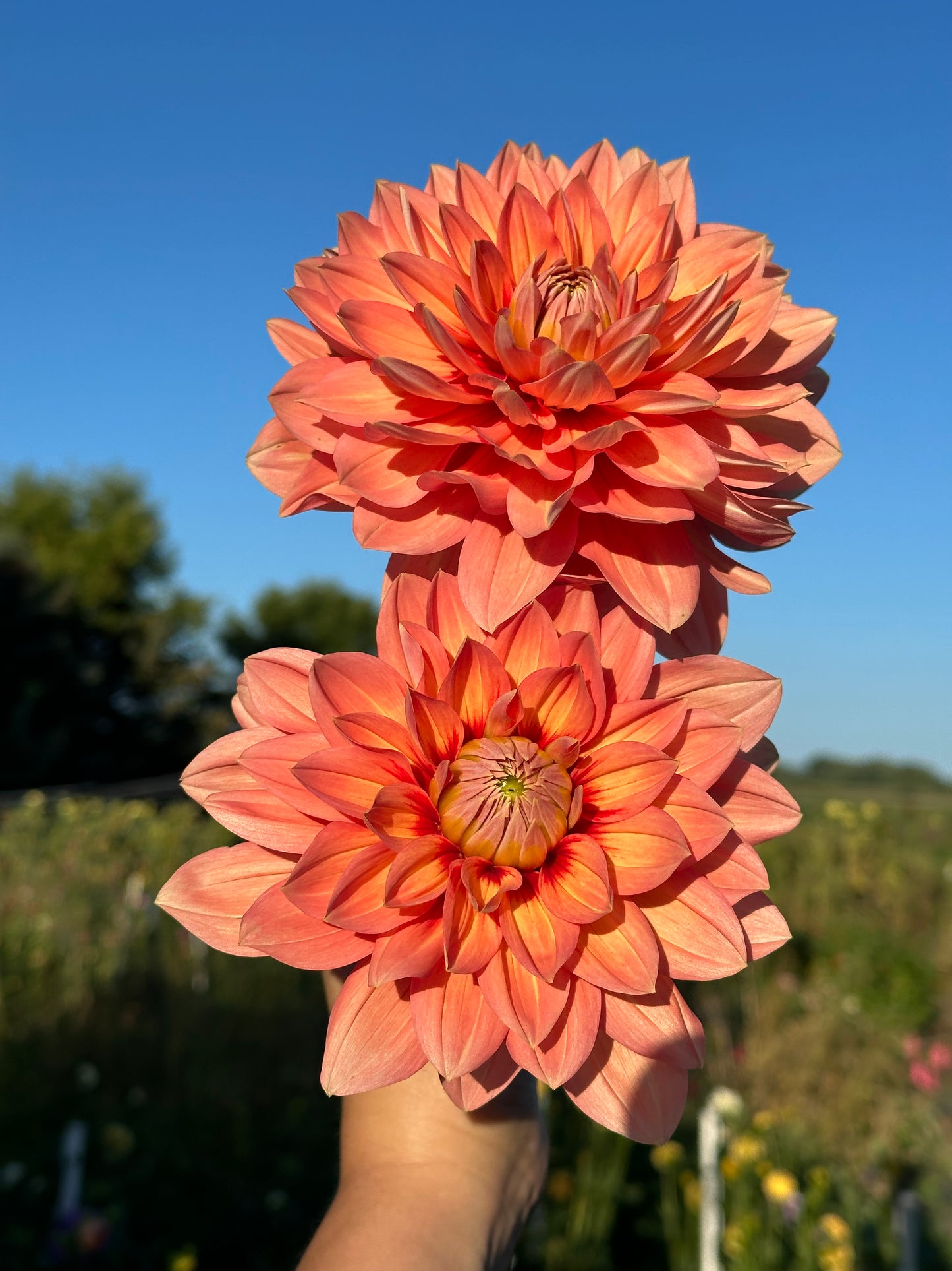 Nicholas Dahlia Tuber