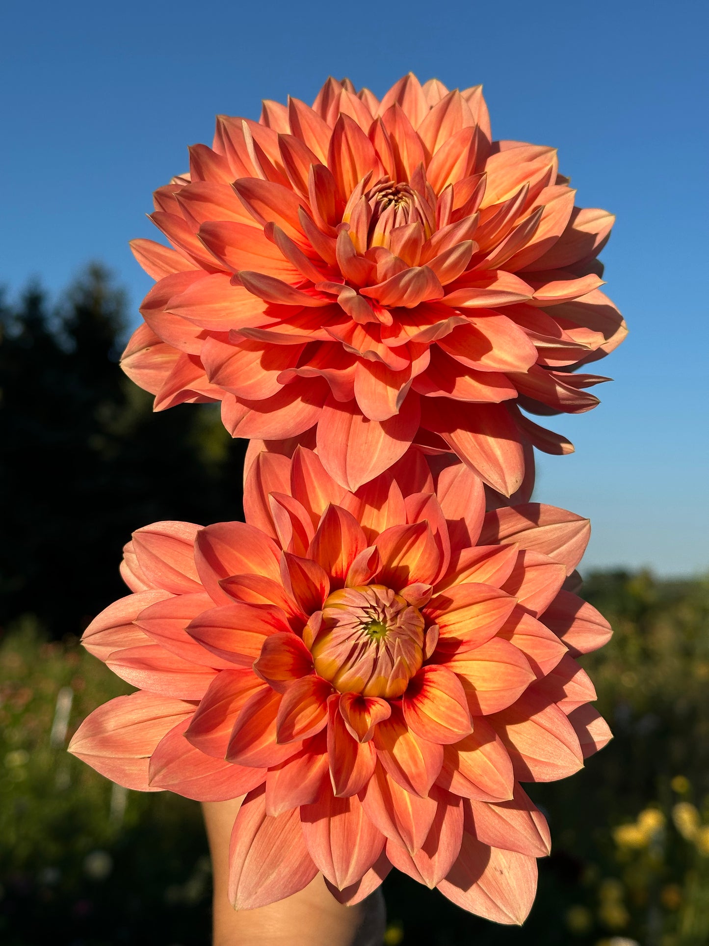 Nicholas Dahlia Tuber