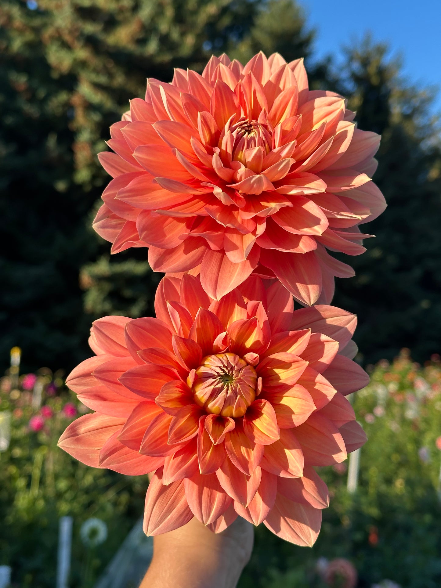 Nicholas Dahlia Tuber