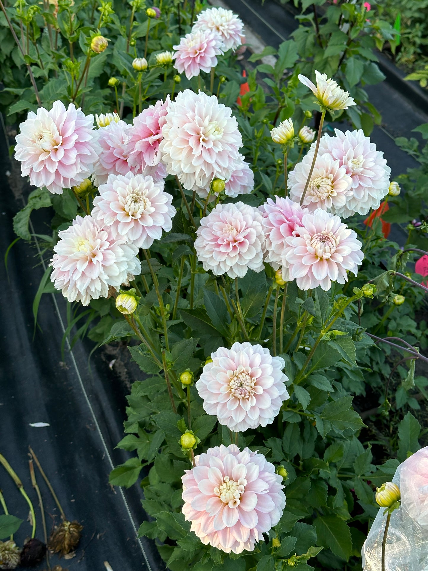 Daddy's Girl Dahlia Tuber