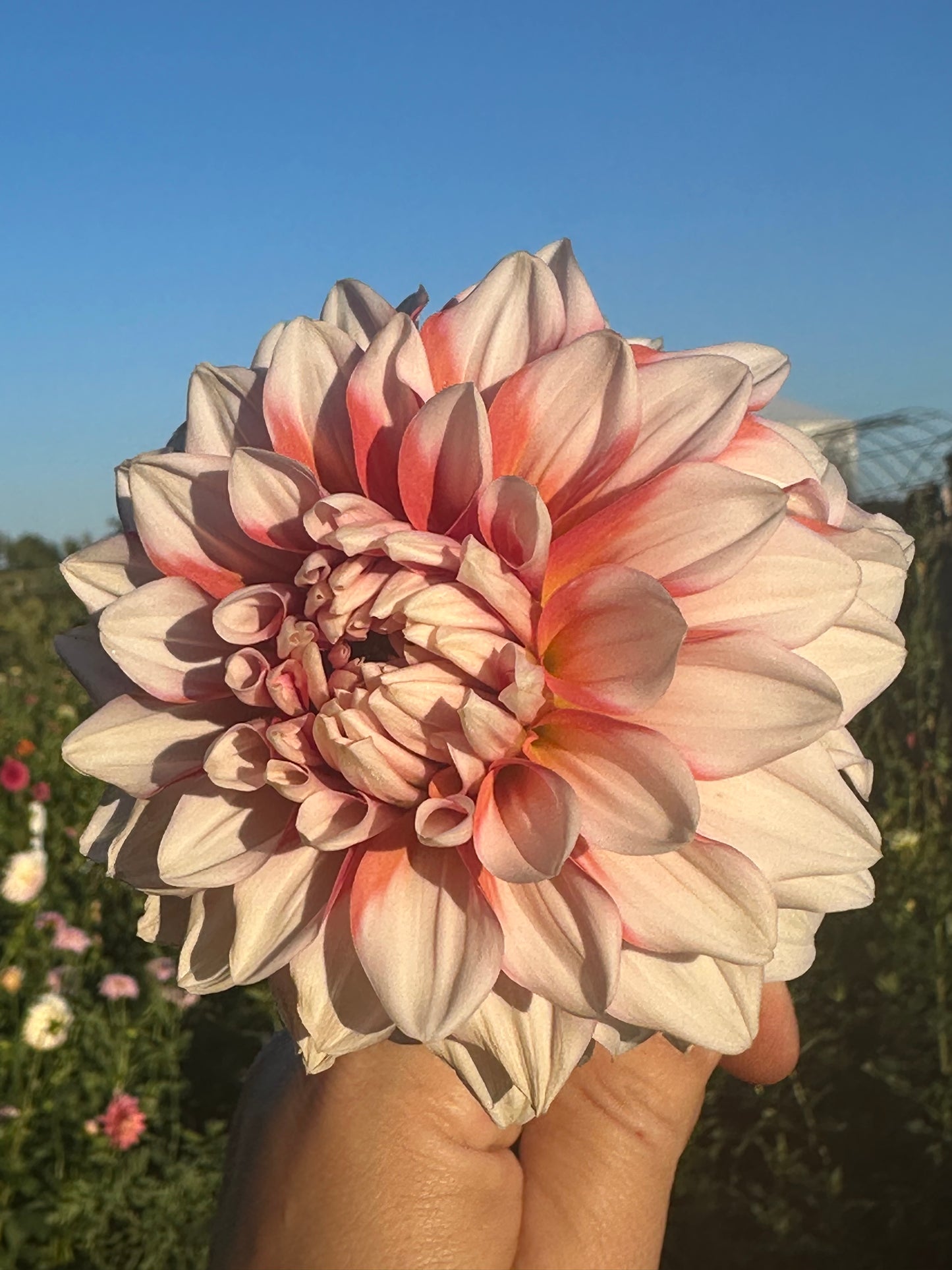 A La Mode Dahlia Tuber