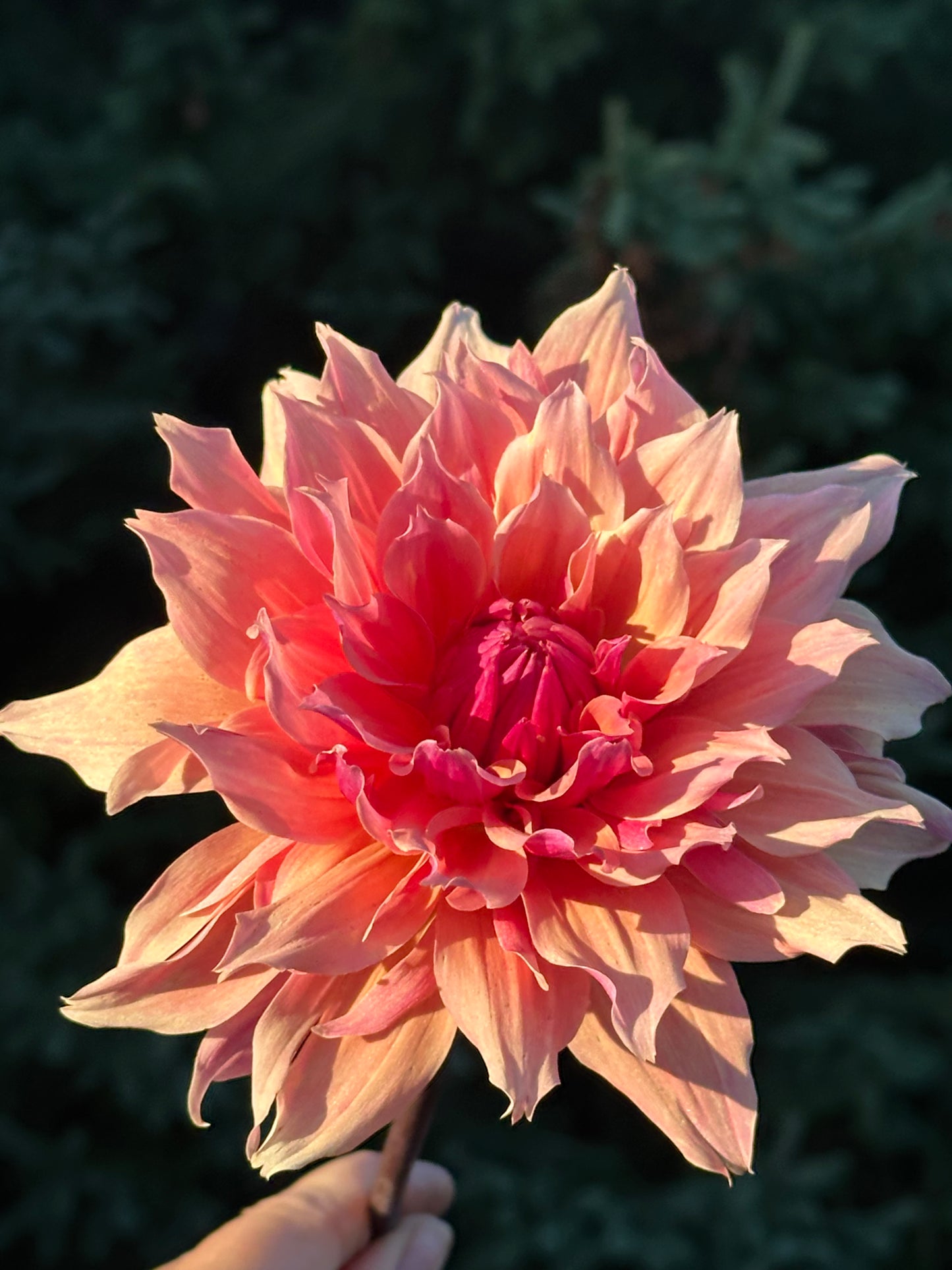Labyrinth Dahlia Tuber