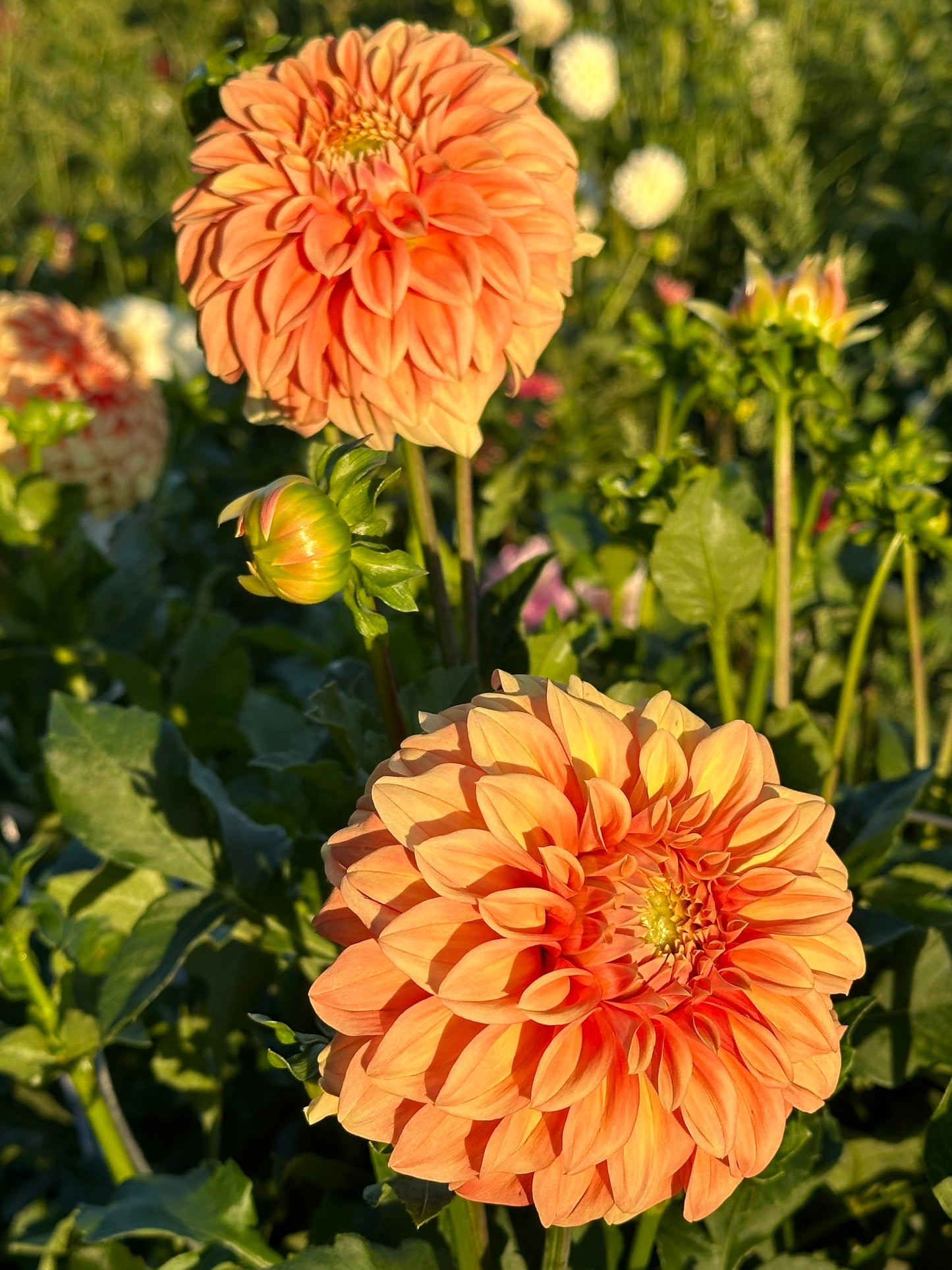 Bracken Palomino Dahlia