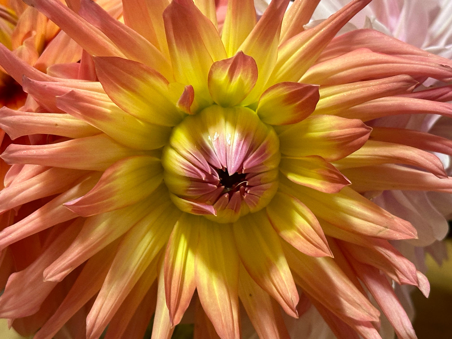Camano Sitka Dahlia Tuber