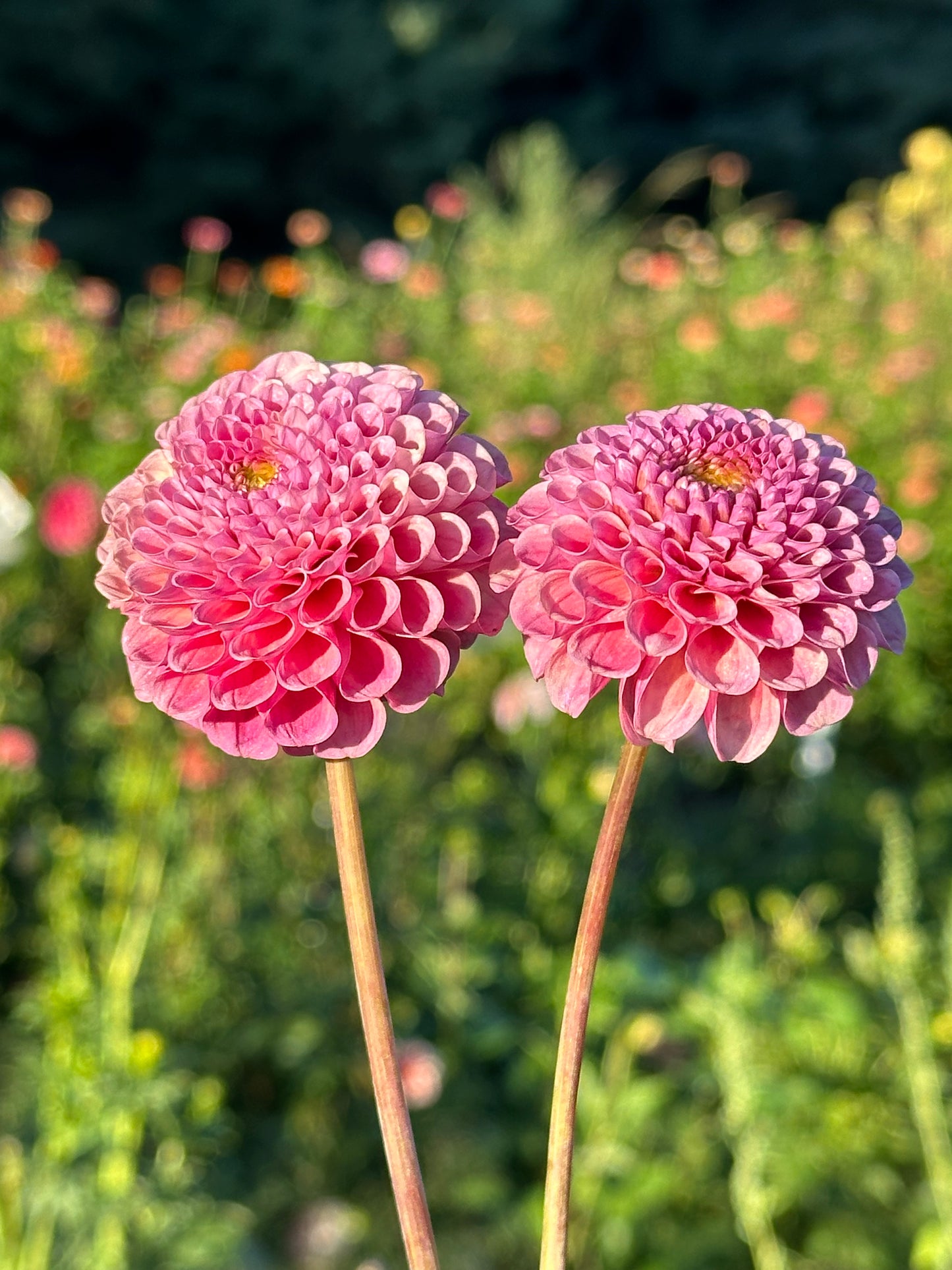 Ko Ko Puff Dahlia Tuber