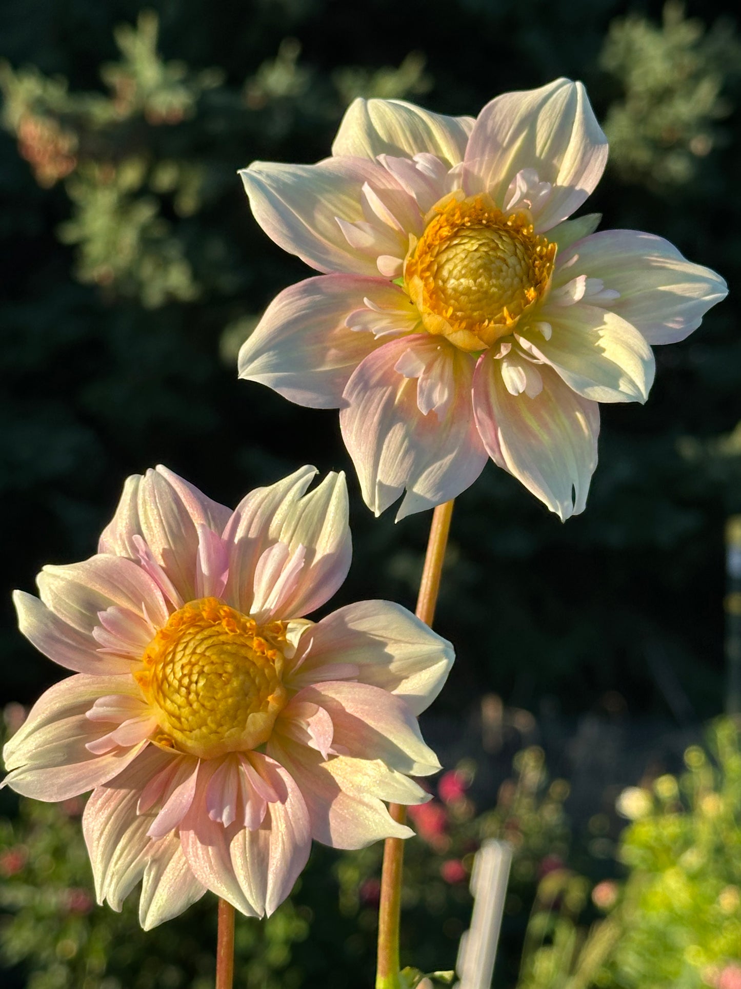 Apple Blossom Dahlia Tuber
