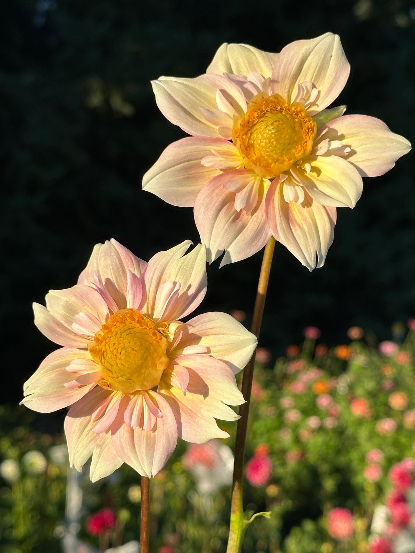 Apple Blossom Dahlia Tuber