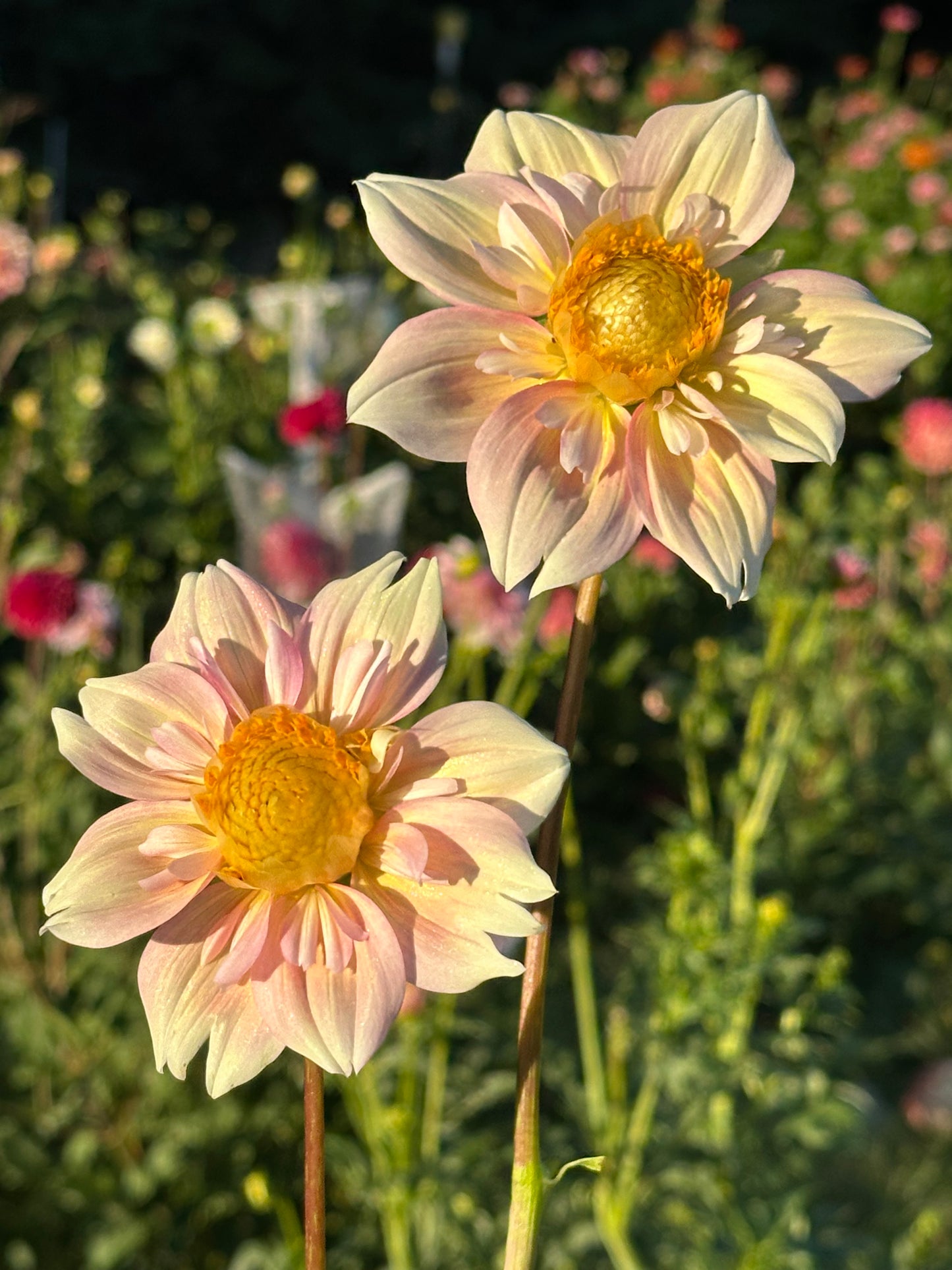 Apple Blossom Dahlia Tuber