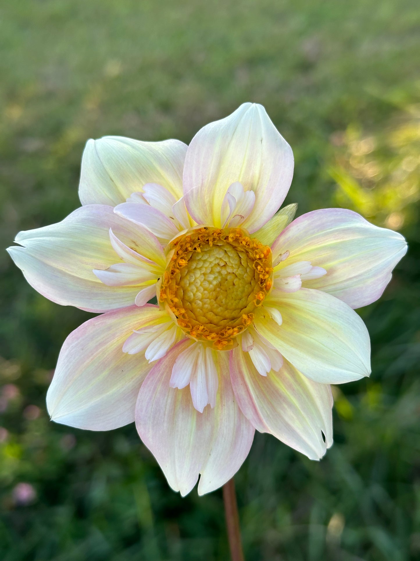 Apple Blossom Dahlia Tuber