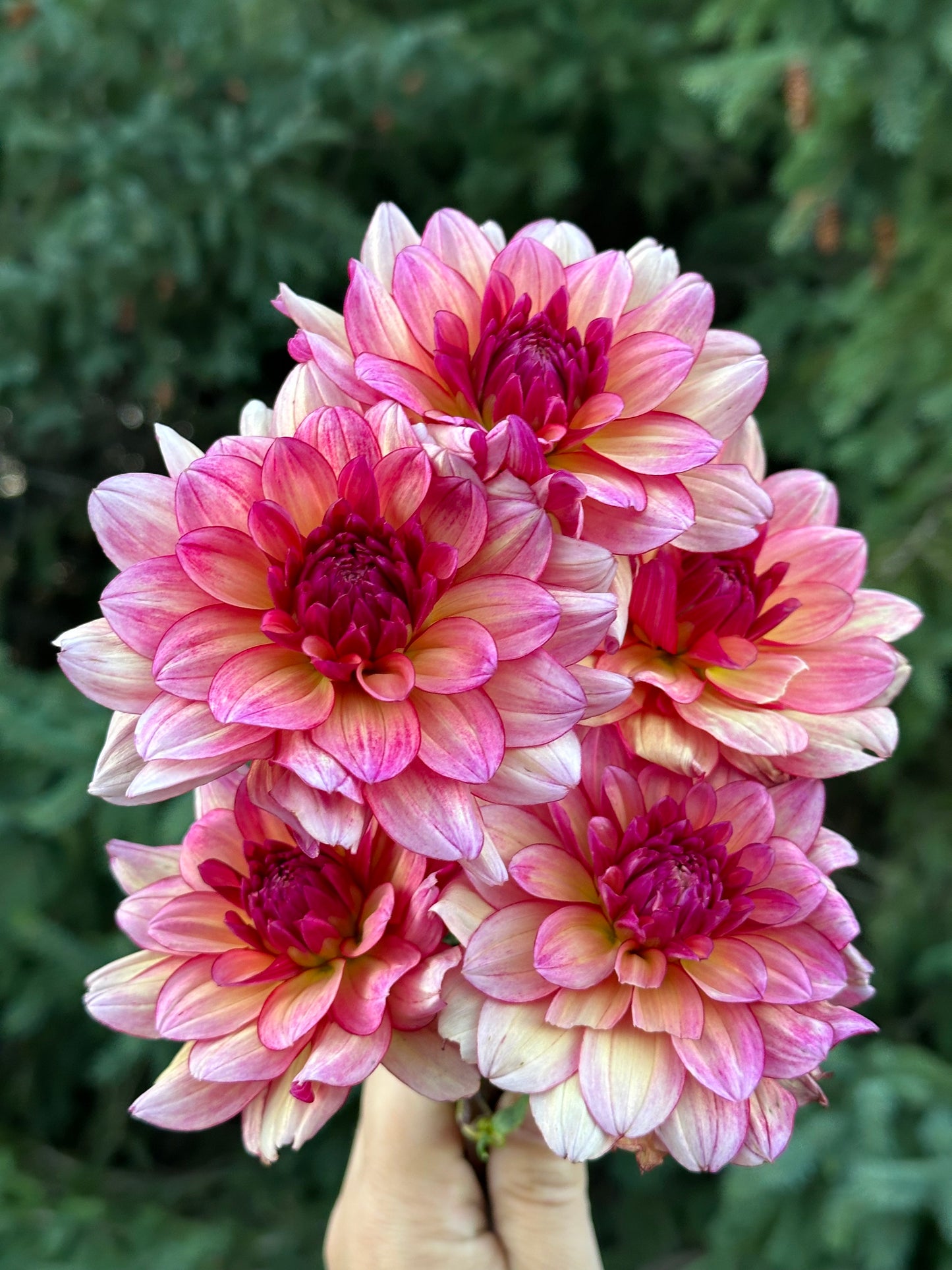 Rawhide Dahlia Tuber