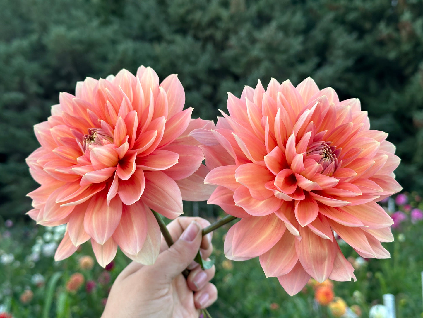 Nicholas Dahlia Tuber
