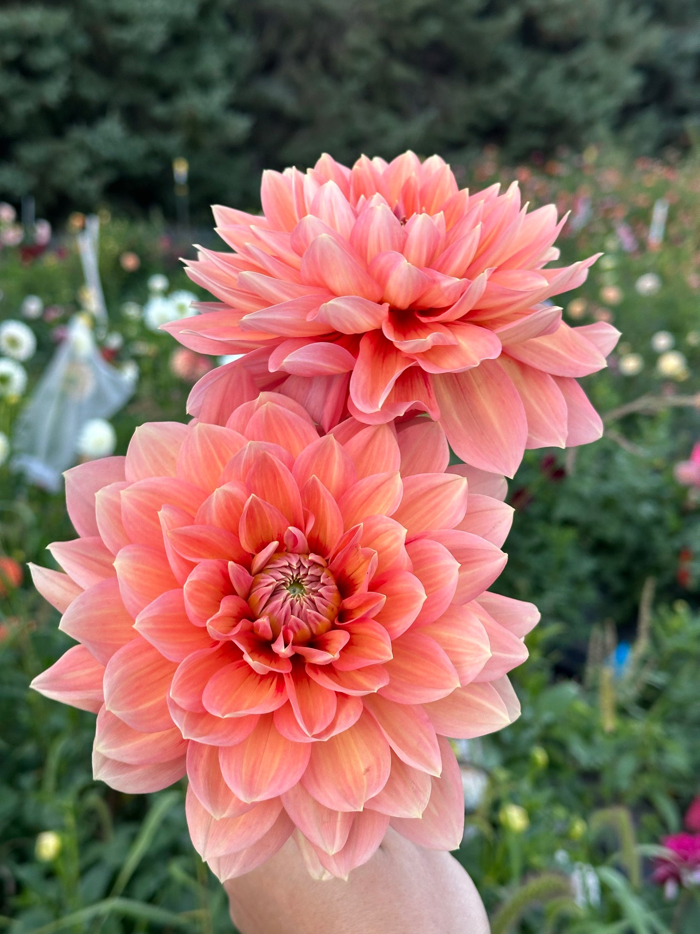Nicholas Dahlia Tuber