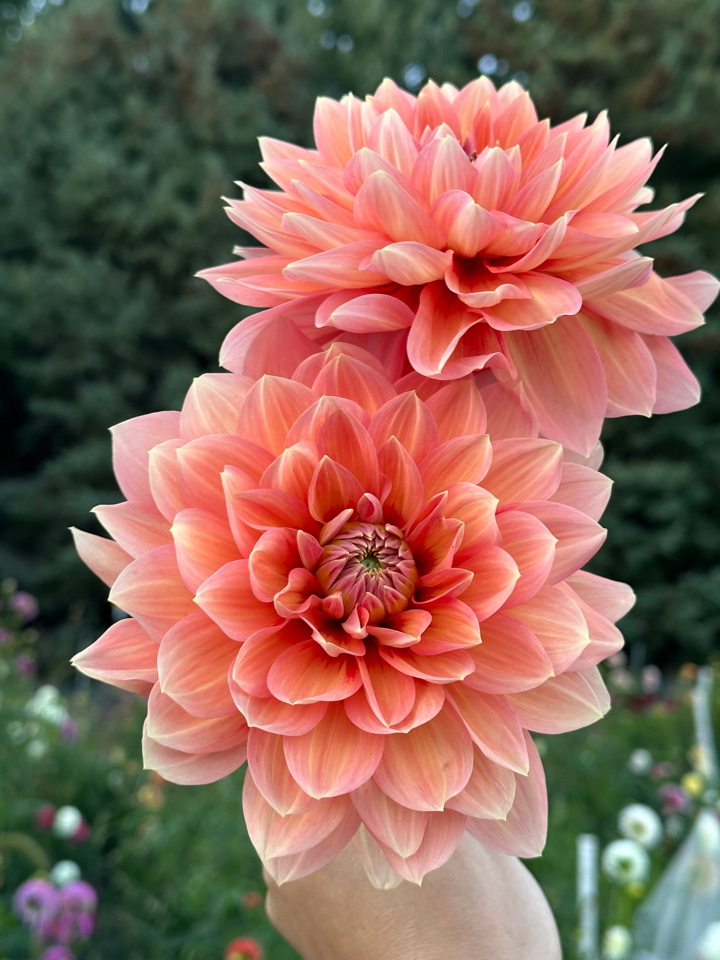 Nicholas Dahlia Tuber