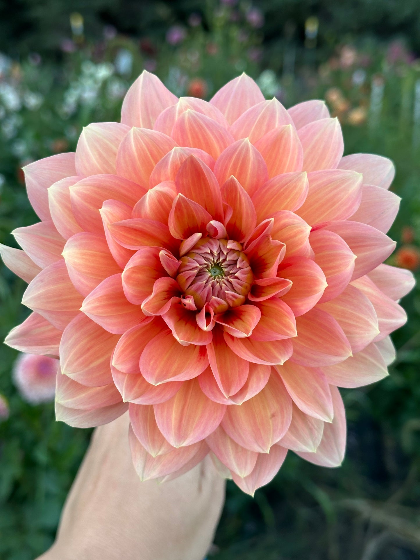 Nicholas Dahlia Tuber