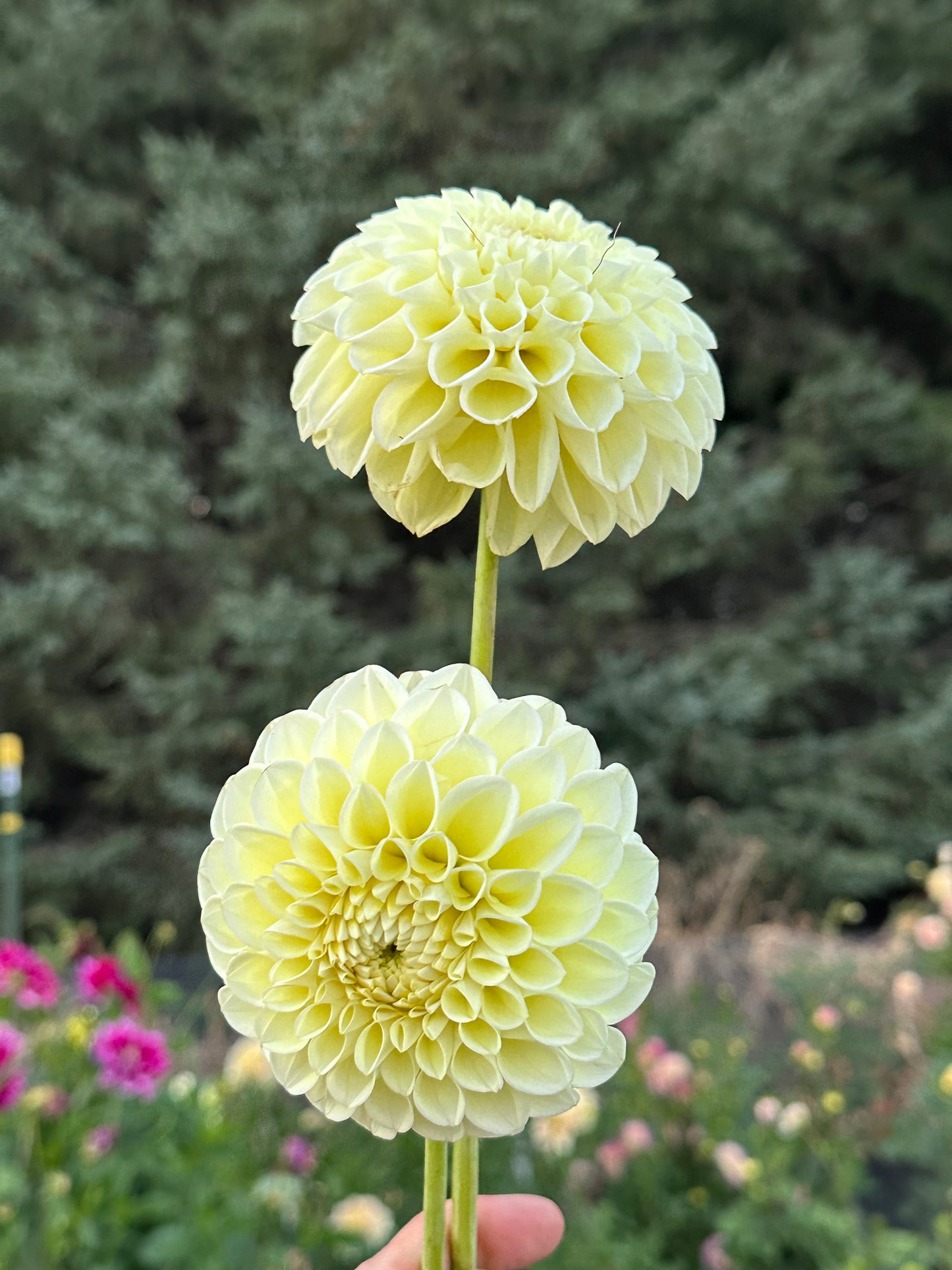 MM Buttercream Dahlia Tuber
