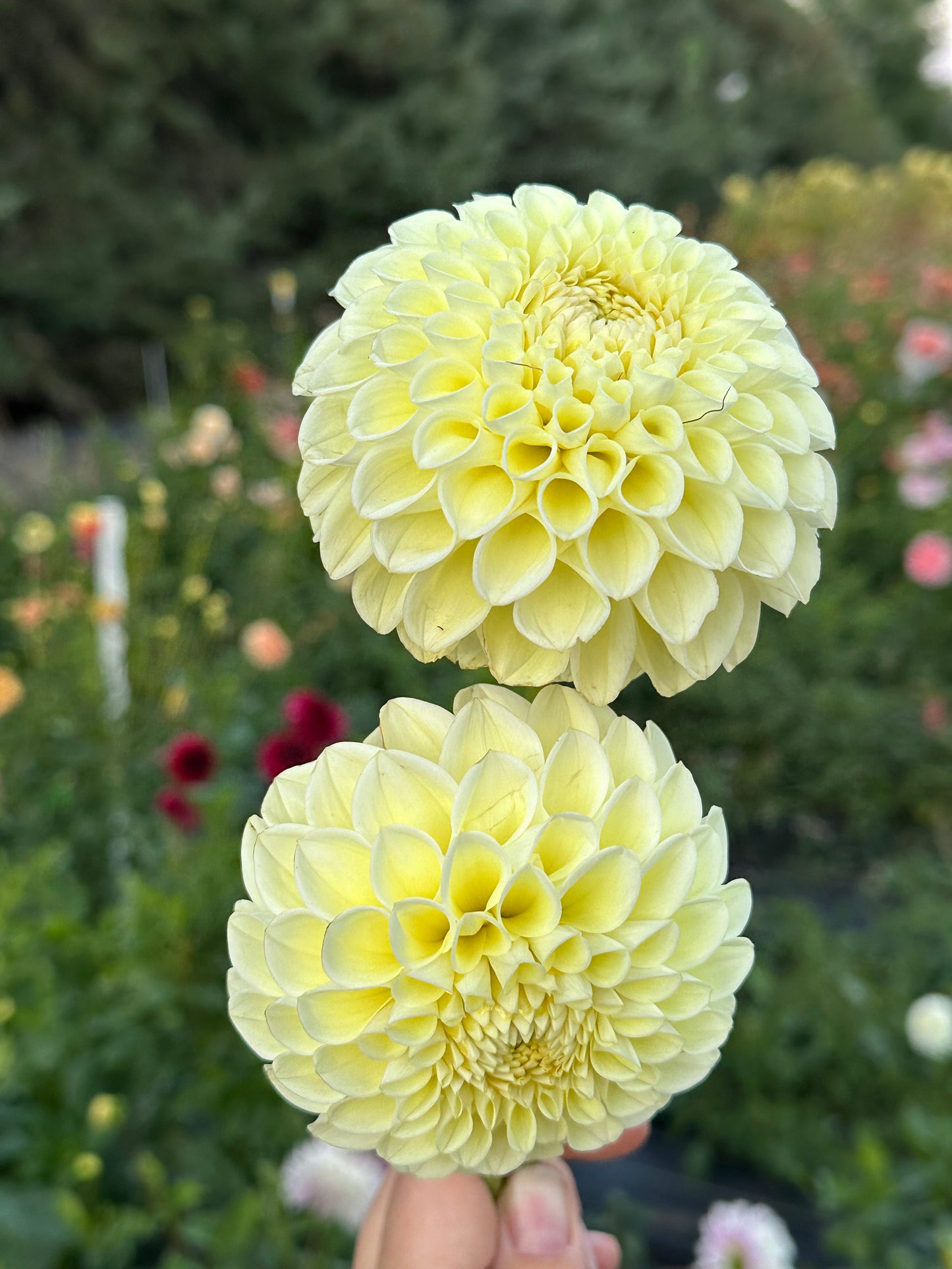 MM Buttercream Dahlia Tuber