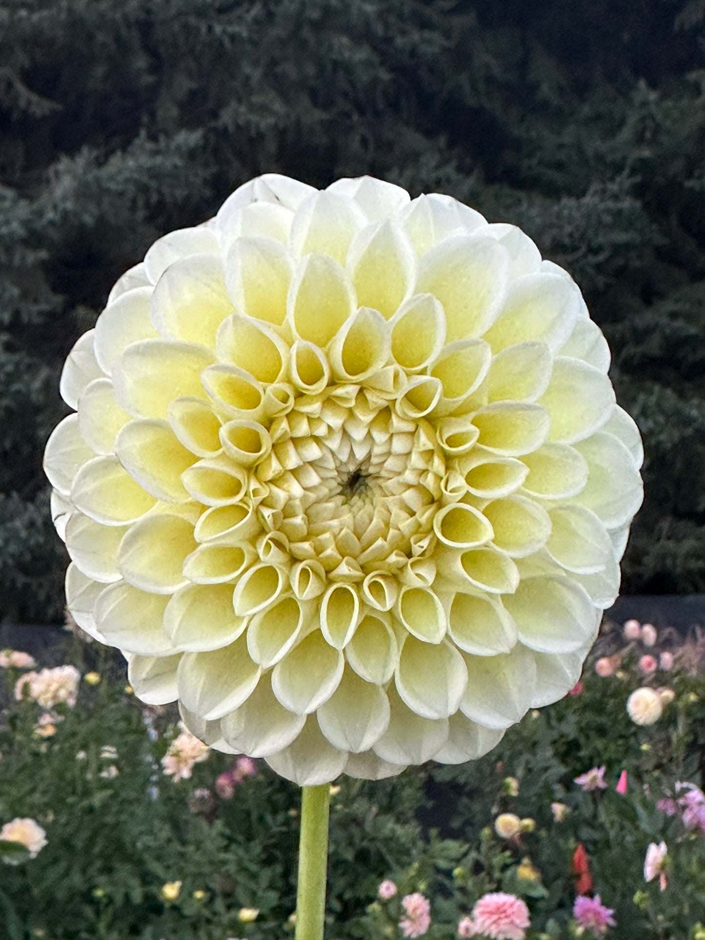 MM Buttercream Dahlia Tuber