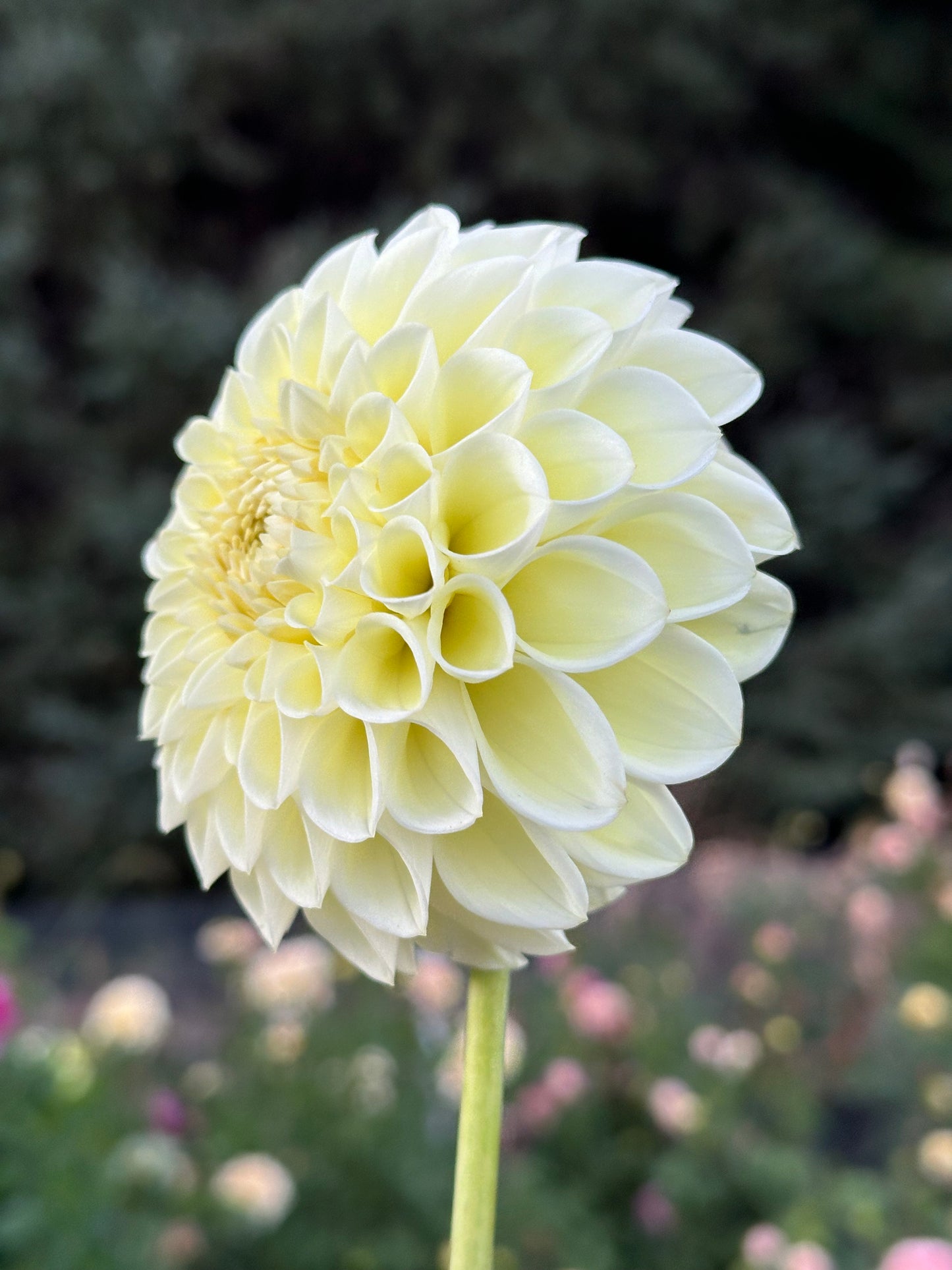 MM Buttercream Dahlia Tuber