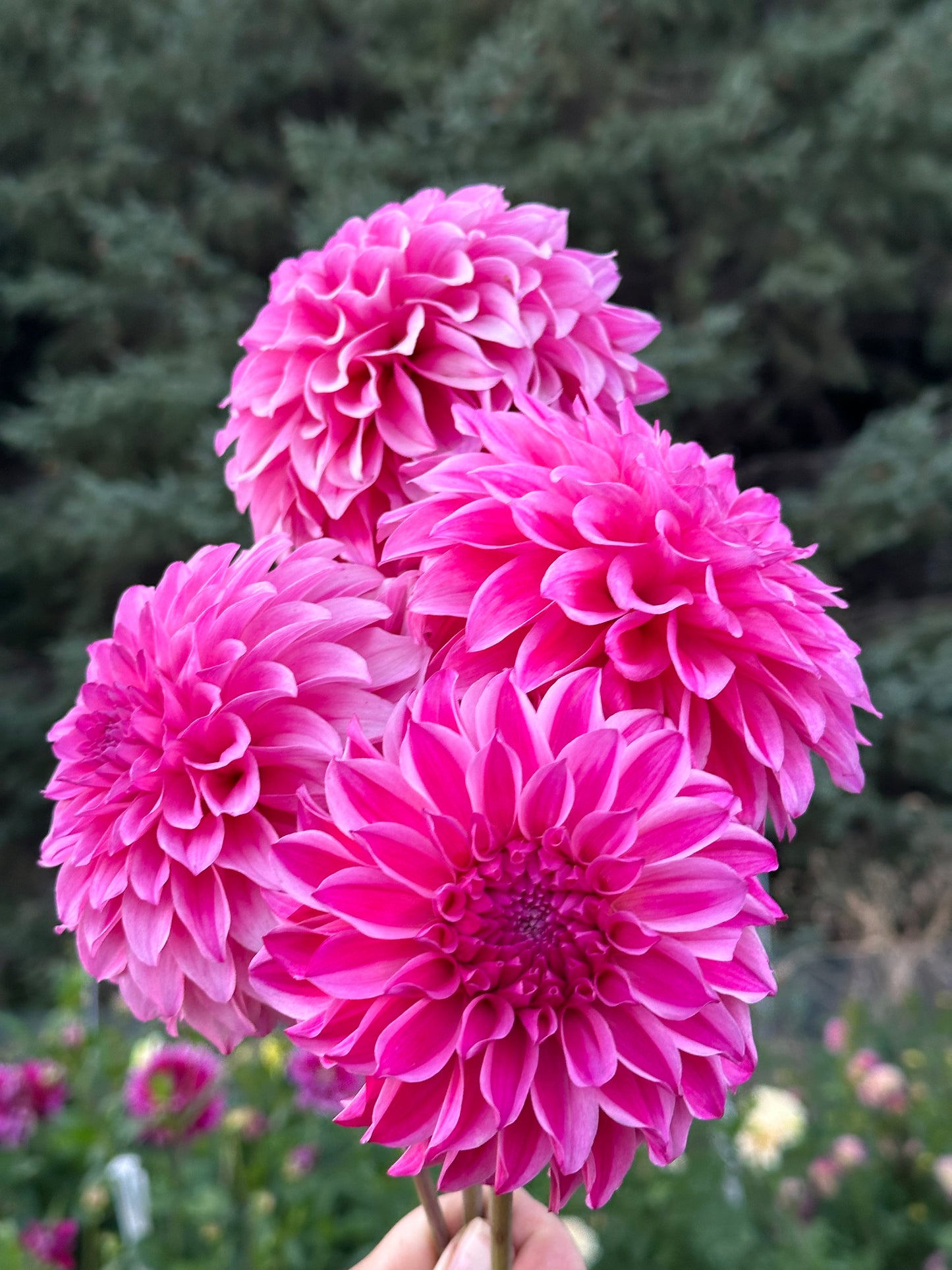 River's Bubblegum Dahlia Tuber