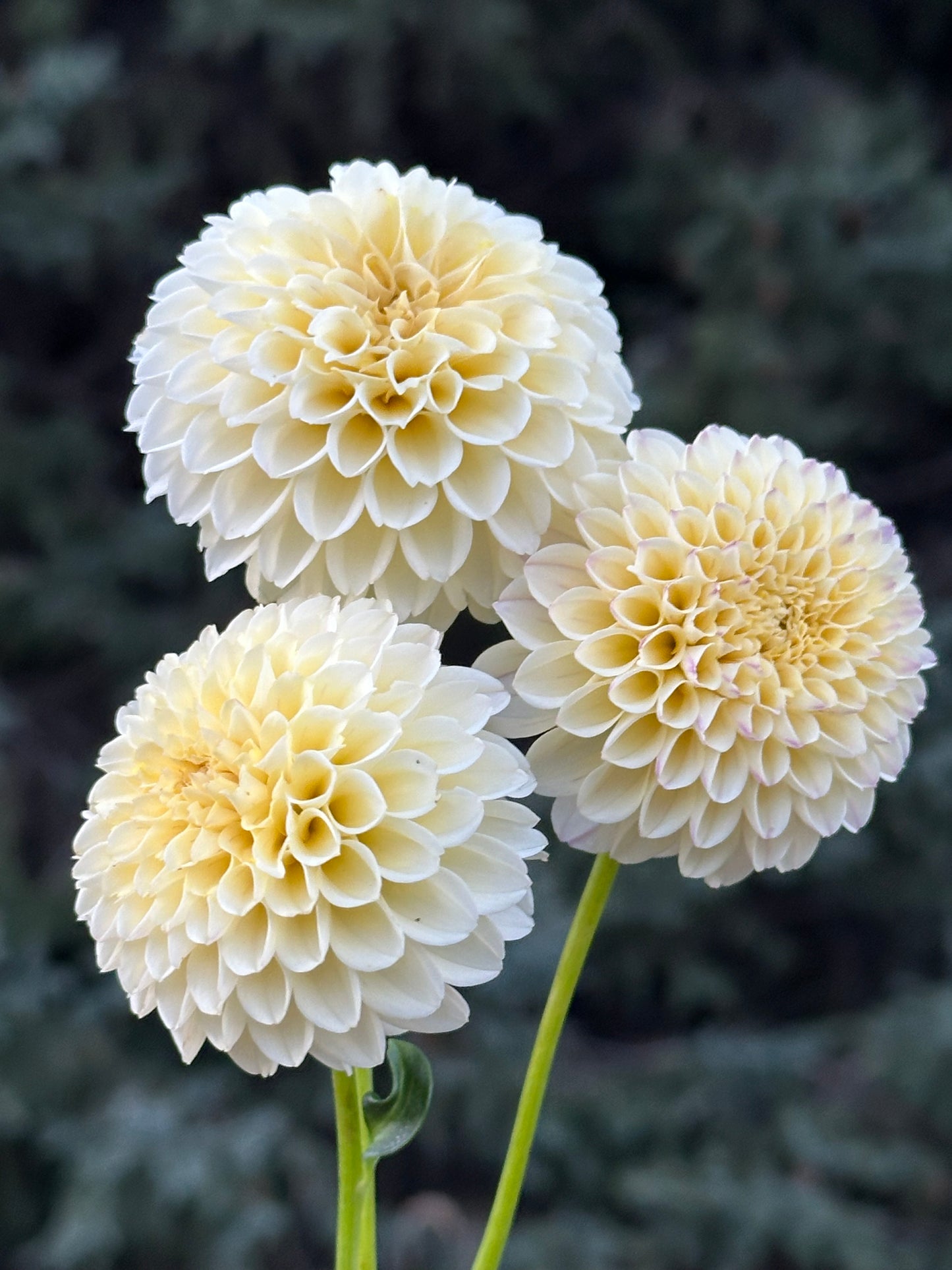 Creamy Dahlia Tuber