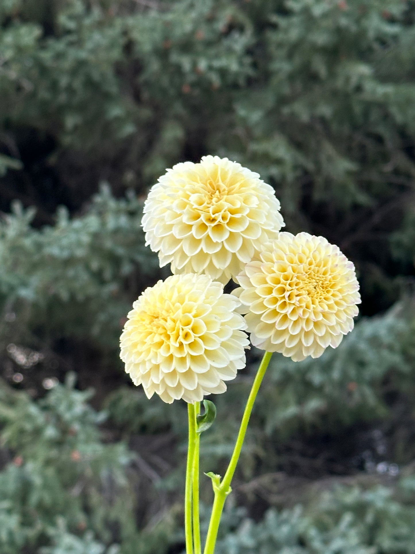 Creamy Dahlia Tuber