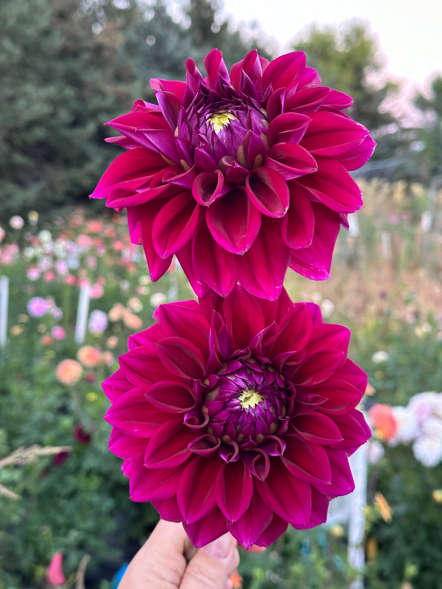 Diva Dahlia Tuber