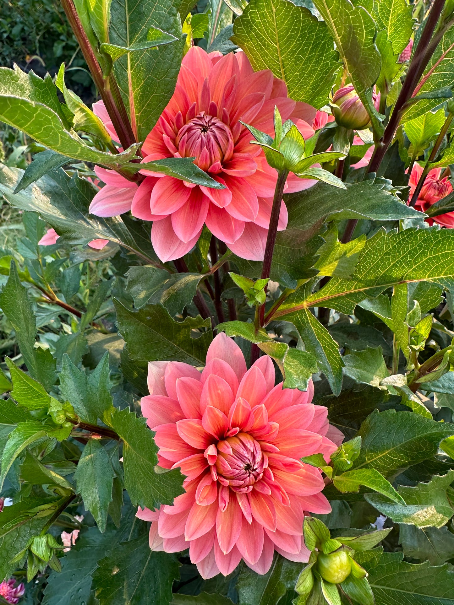 Nicholas Dahlia Tuber