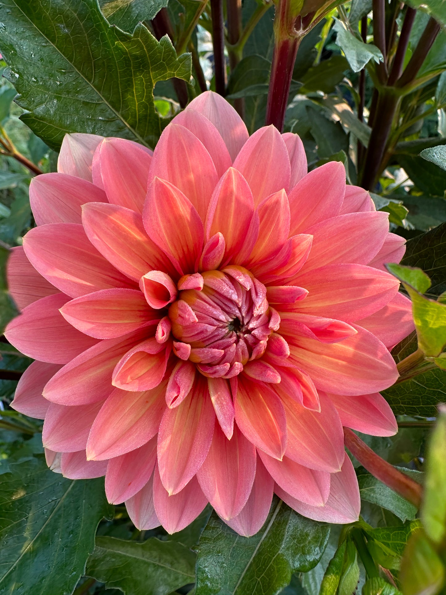 Nicholas Dahlia Tuber