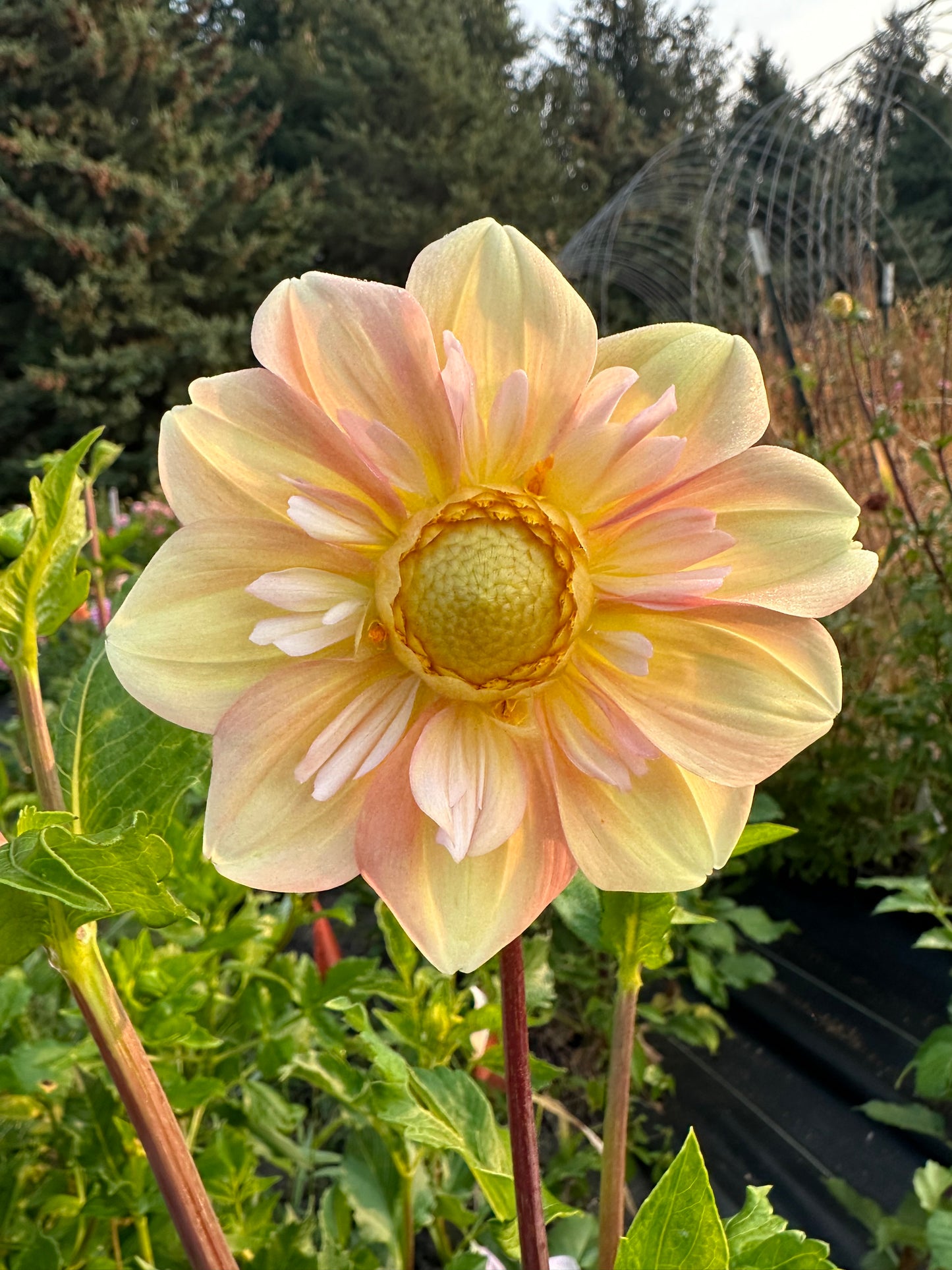 Apple Blossom Dahlia Tuber