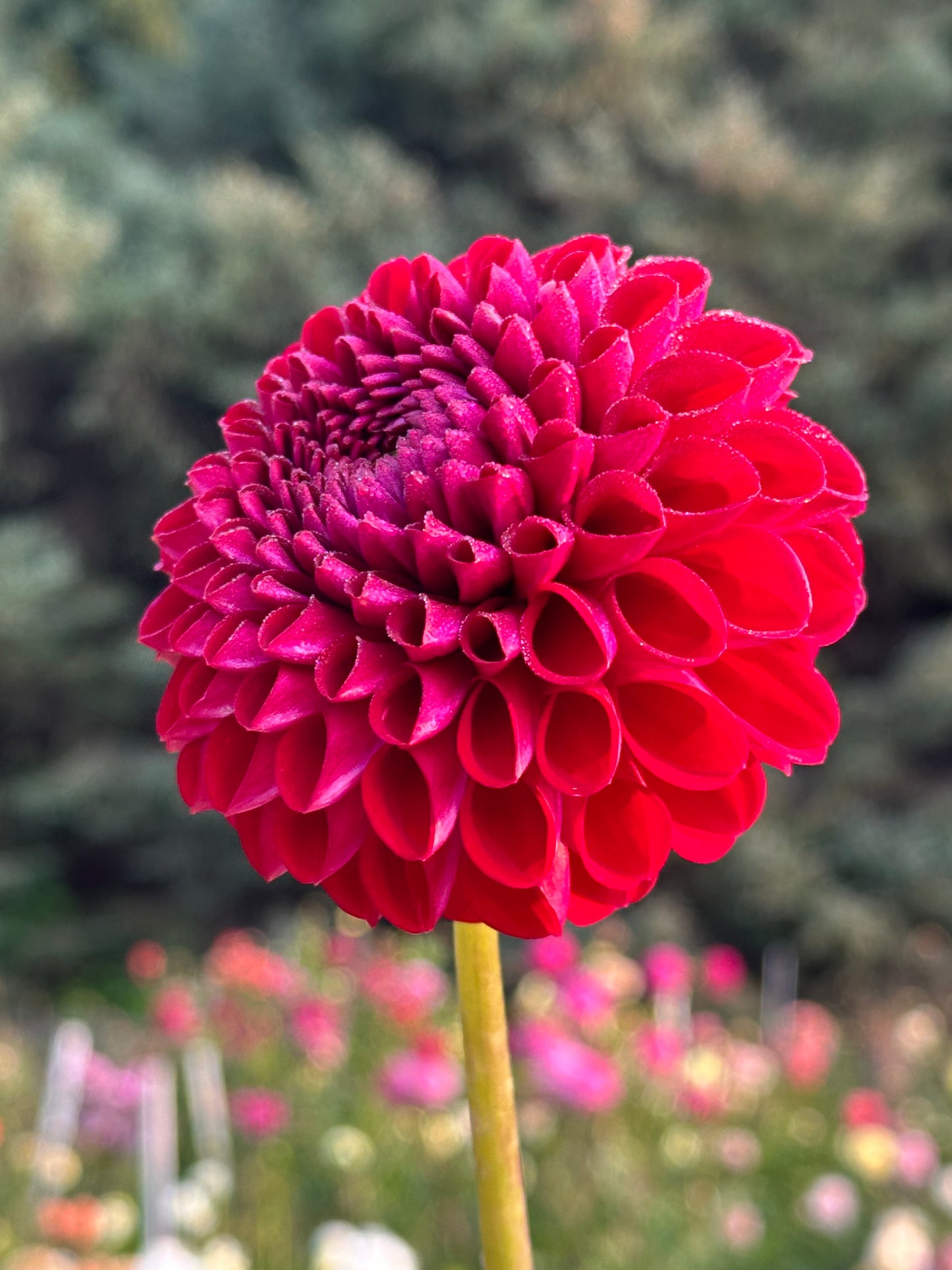 Cornel Dahlia Tuber
