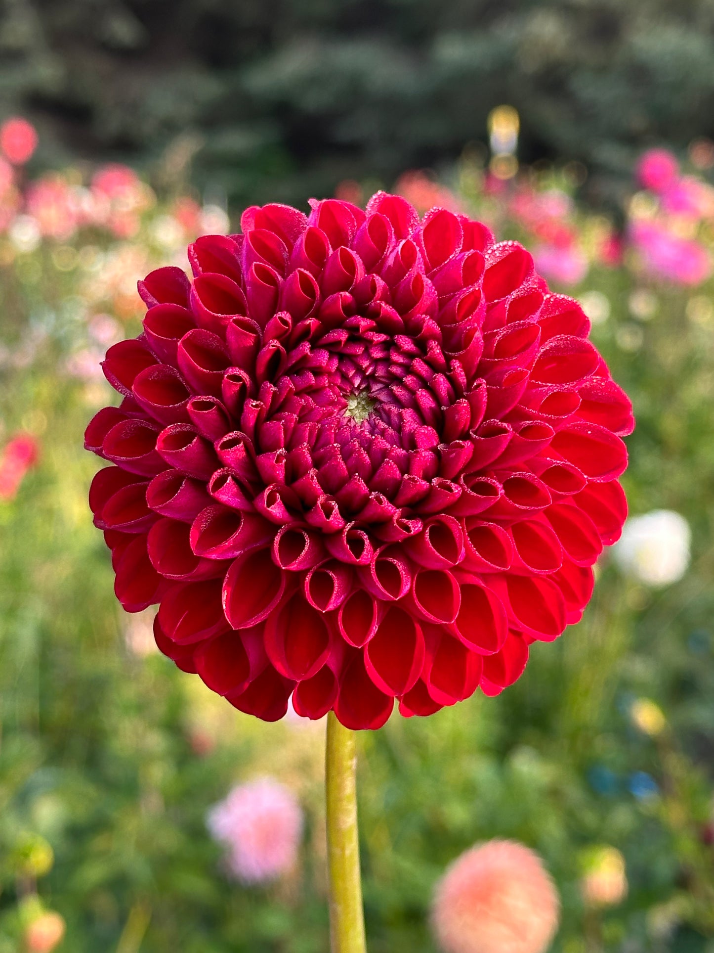 Cornel Dahlia Tuber