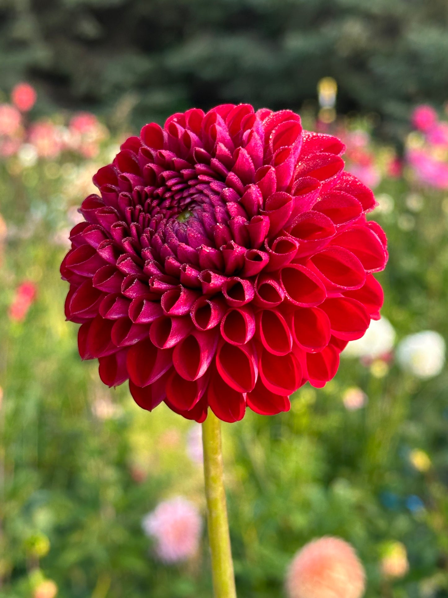 Cornel Dahlia Tuber