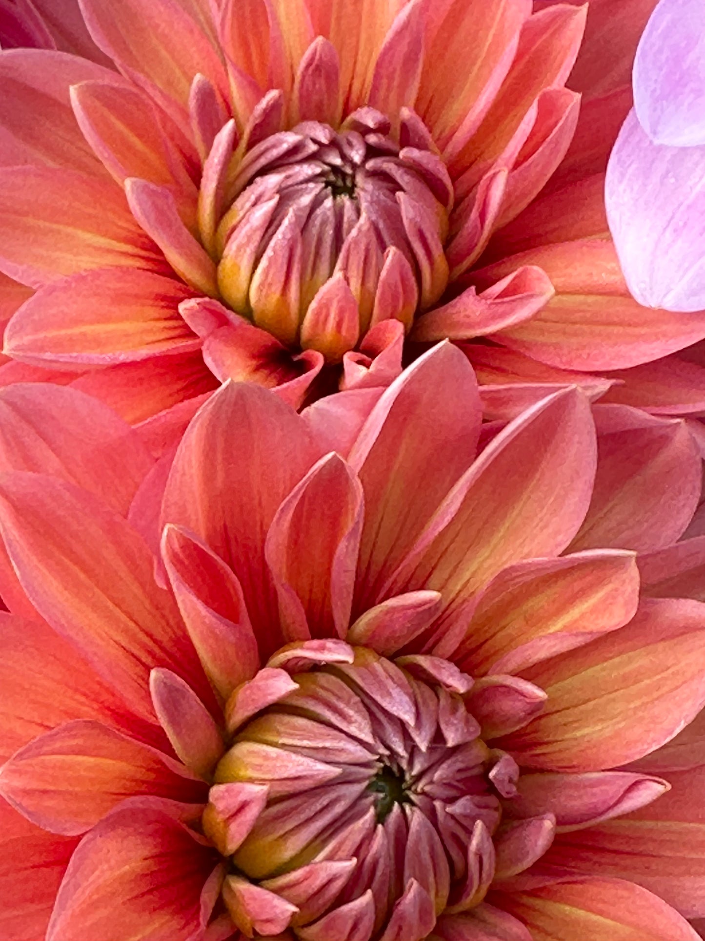 Nicholas Dahlia Tuber