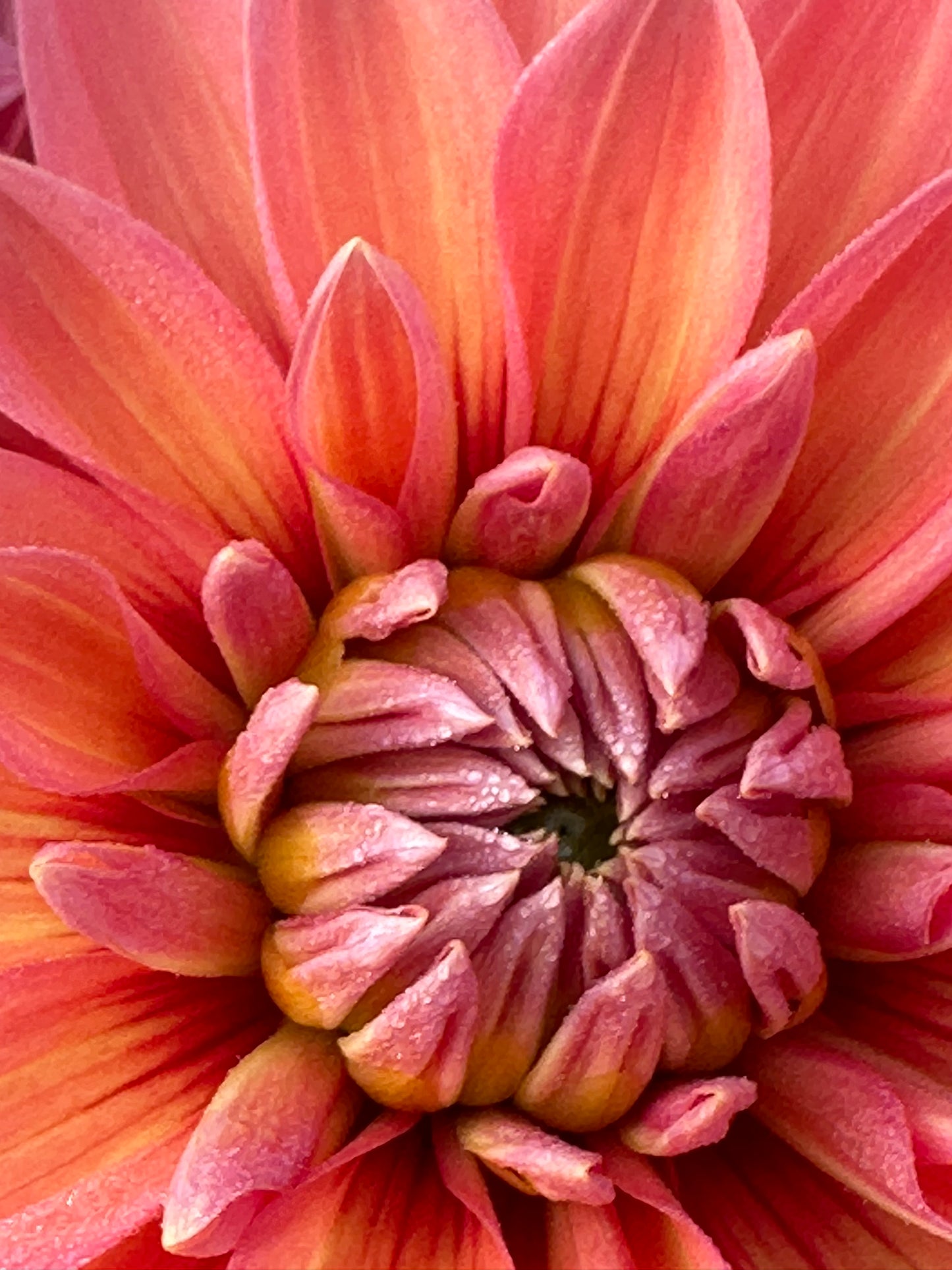 Nicholas Dahlia Tuber