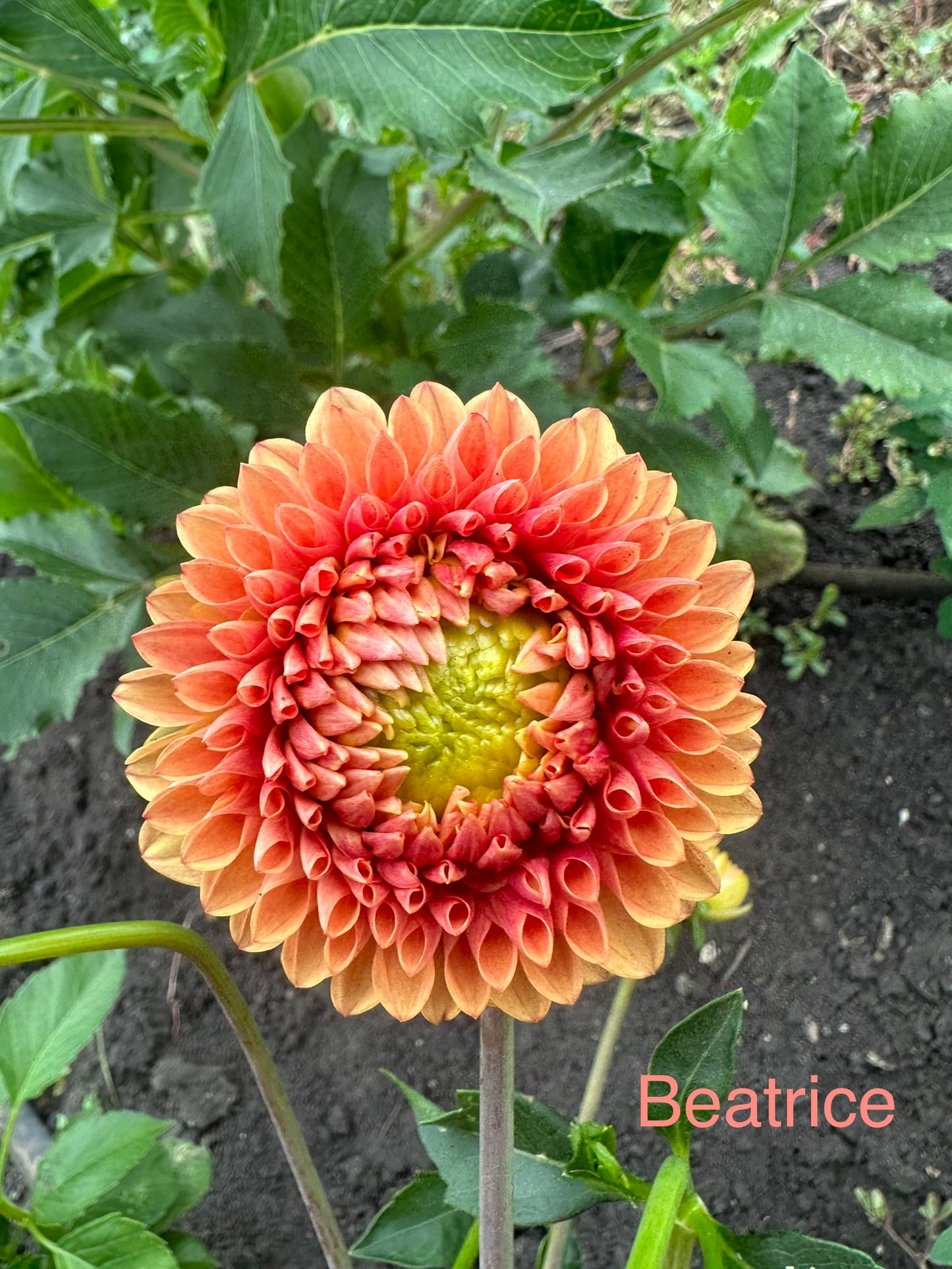 Beatrice Dahlia Tuber