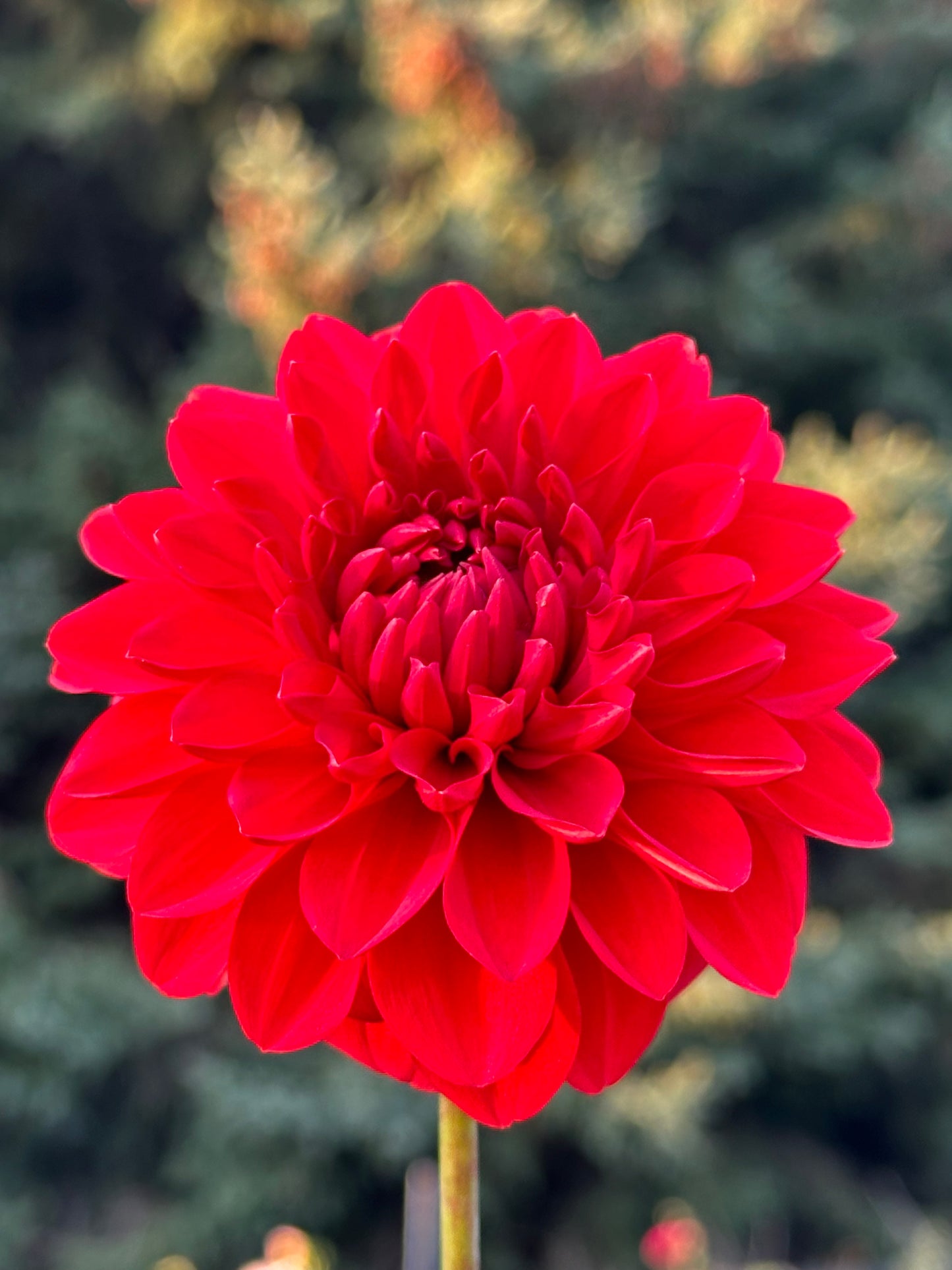 Audrey Grace Dahlia Tuber