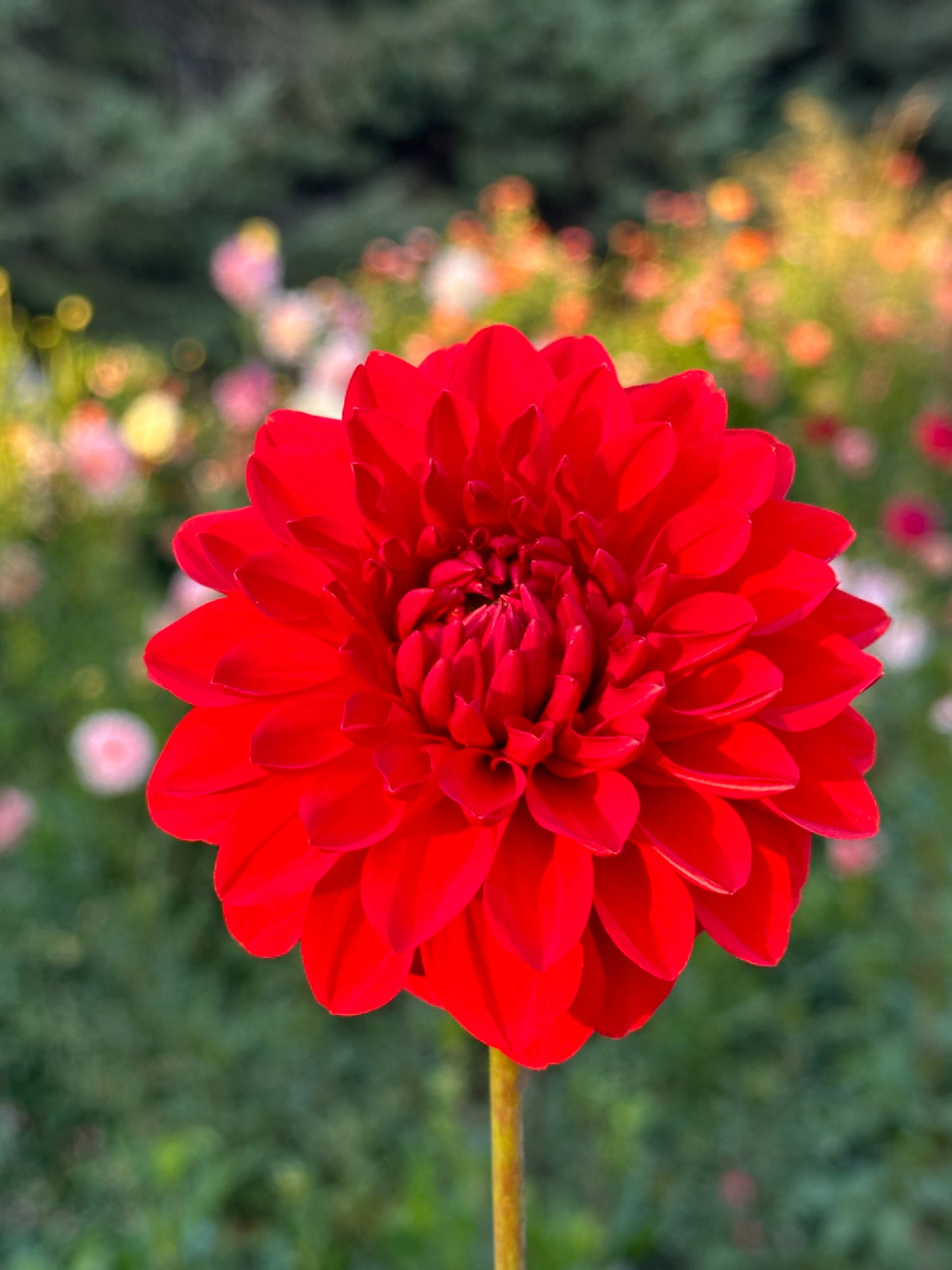 Audrey Grace Dahlia Tuber