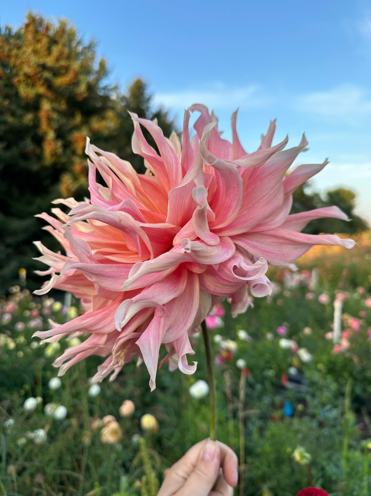 Penhill Watermelon Dahlia Tuber