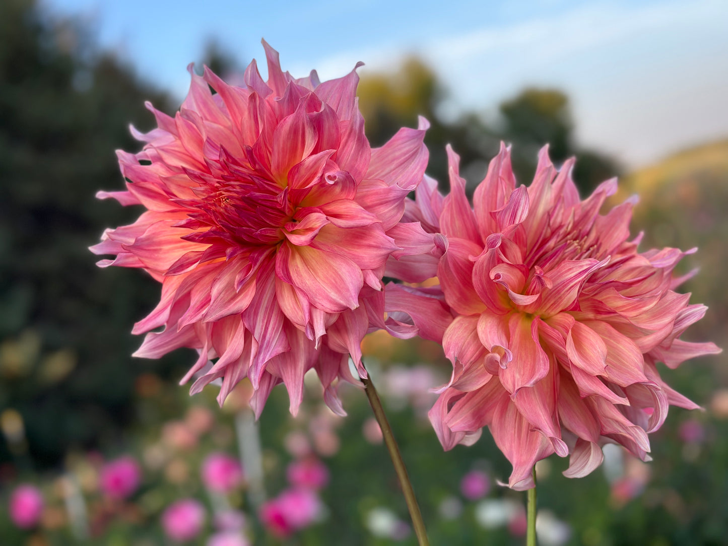 Penhill Watermelon Dahlia Tuber