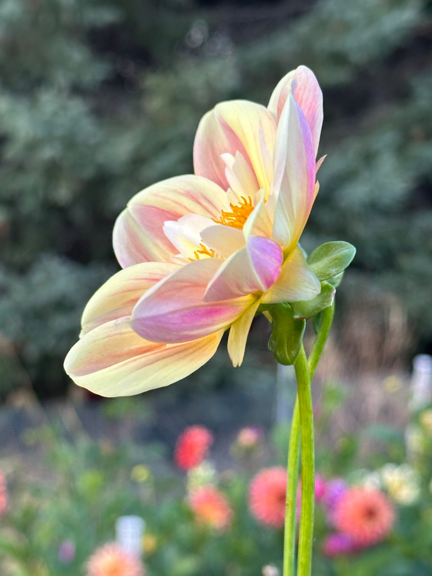 April Heather Dahlia Tuber