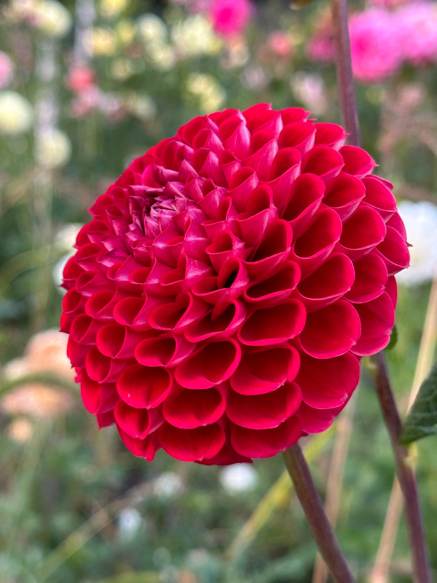 Cornel Dahlia Tuber