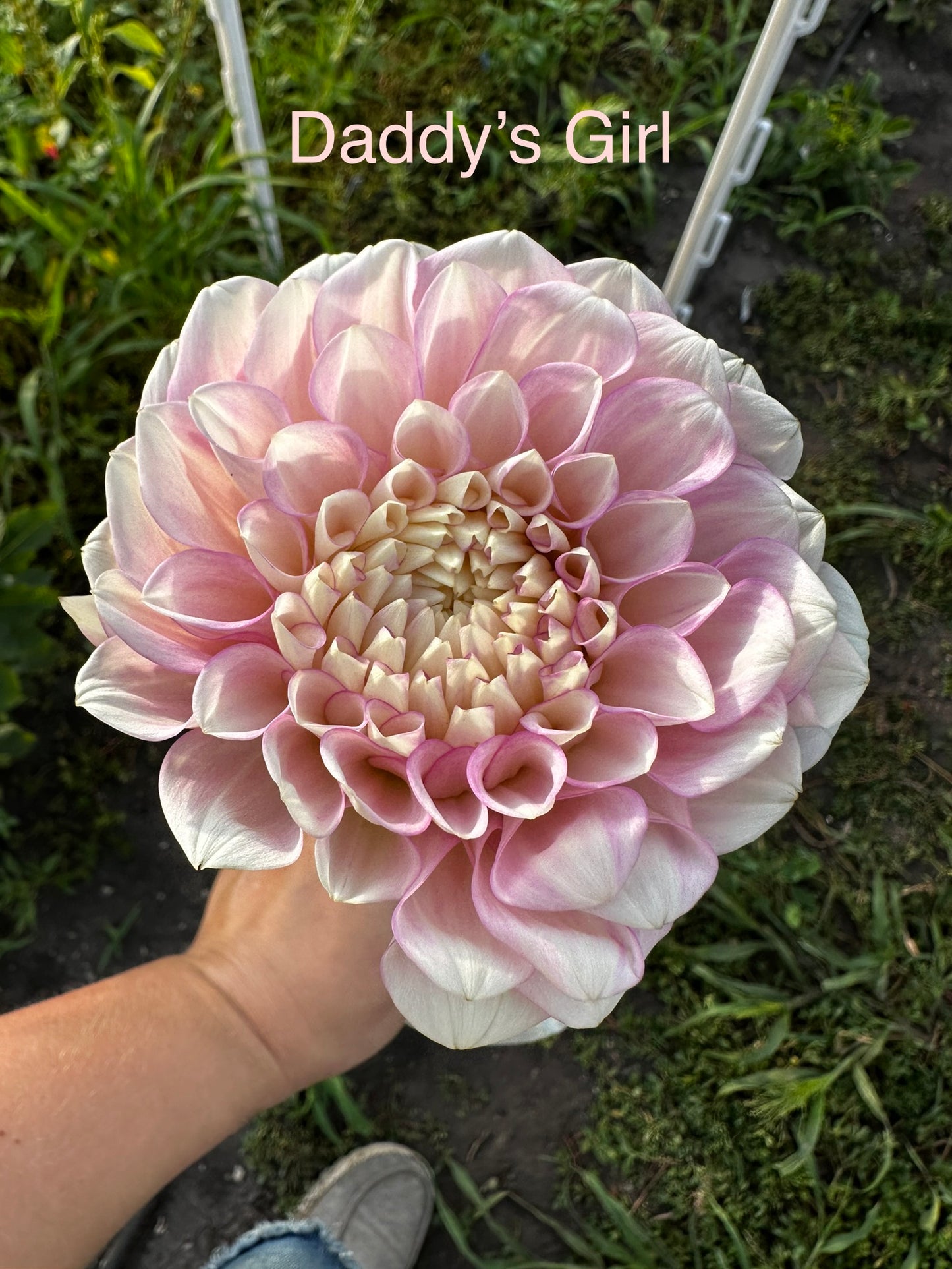 Daddy's Girl Dahlia Tuber
