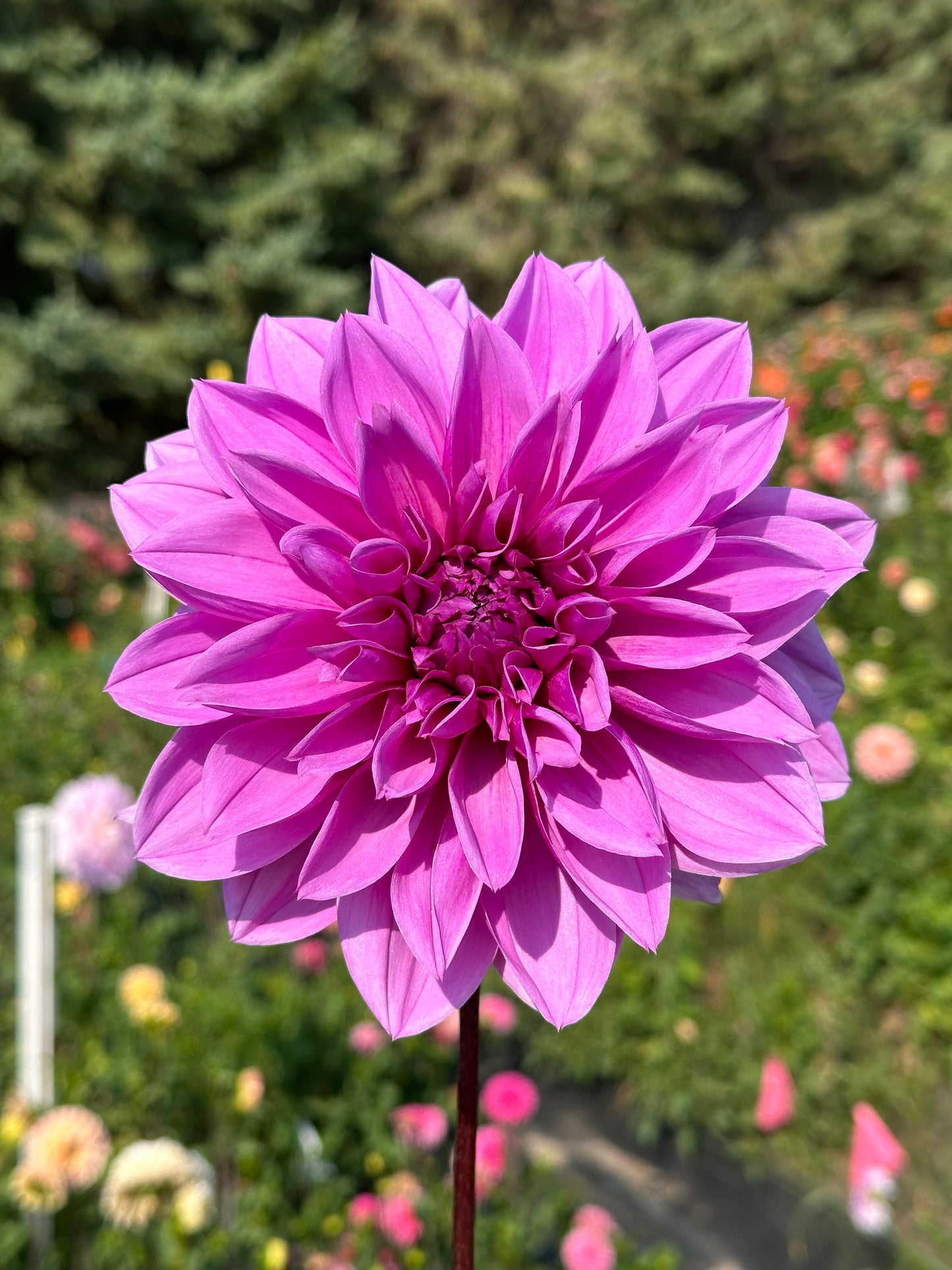 Lilac Time Dahlia Tuber