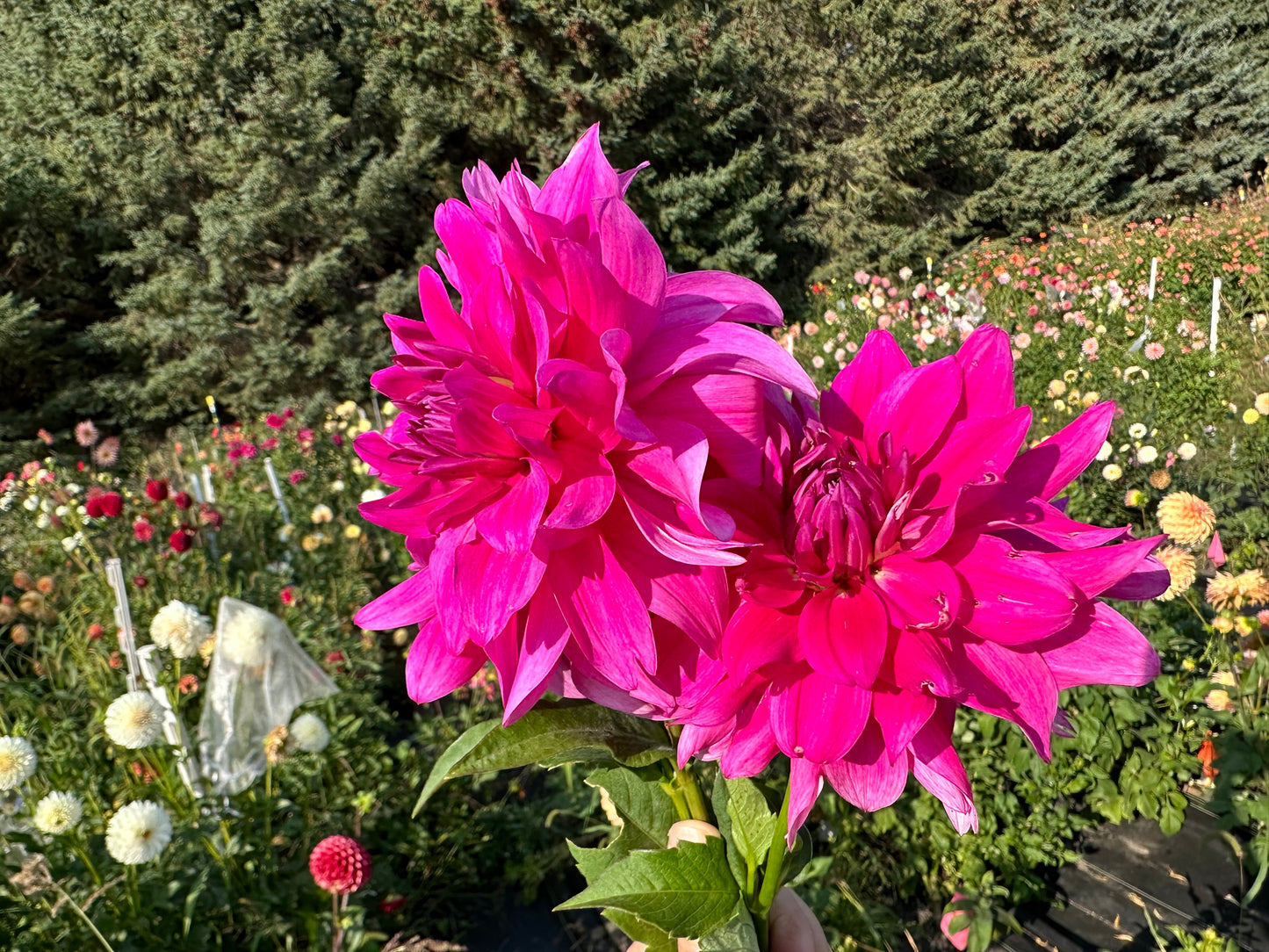 I'm A Hottie Dahlia Tuber