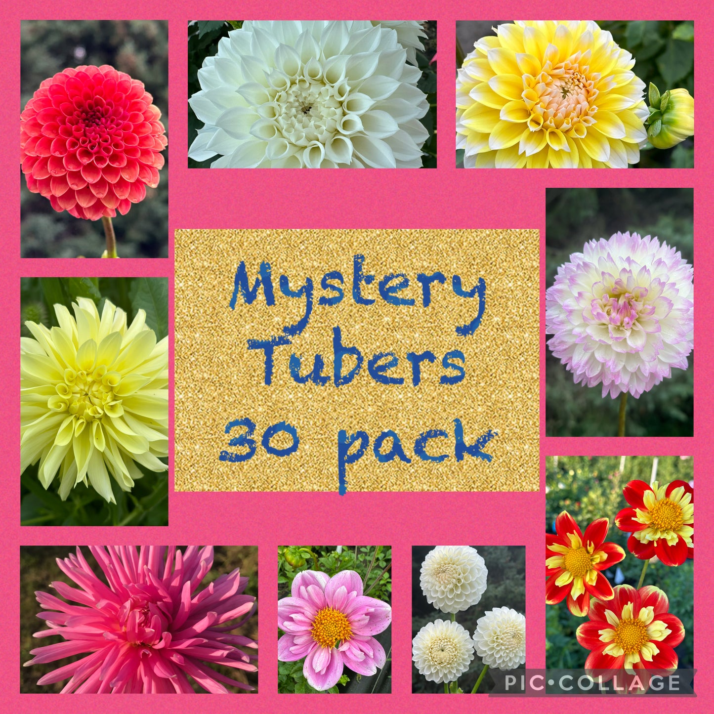 30 pack Mystery Dahlia Tubers