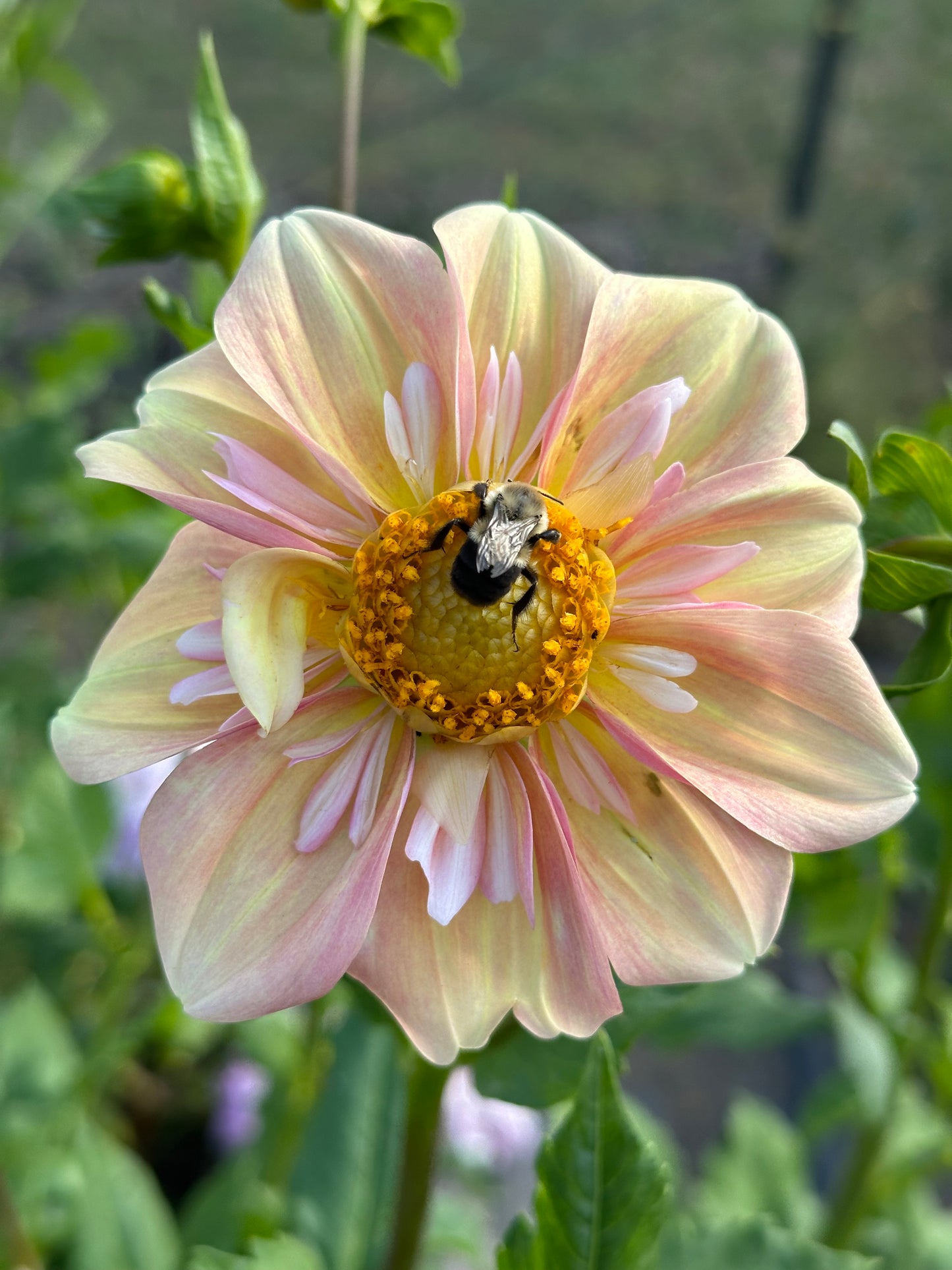 Apple Blossom Dahlia Tuber