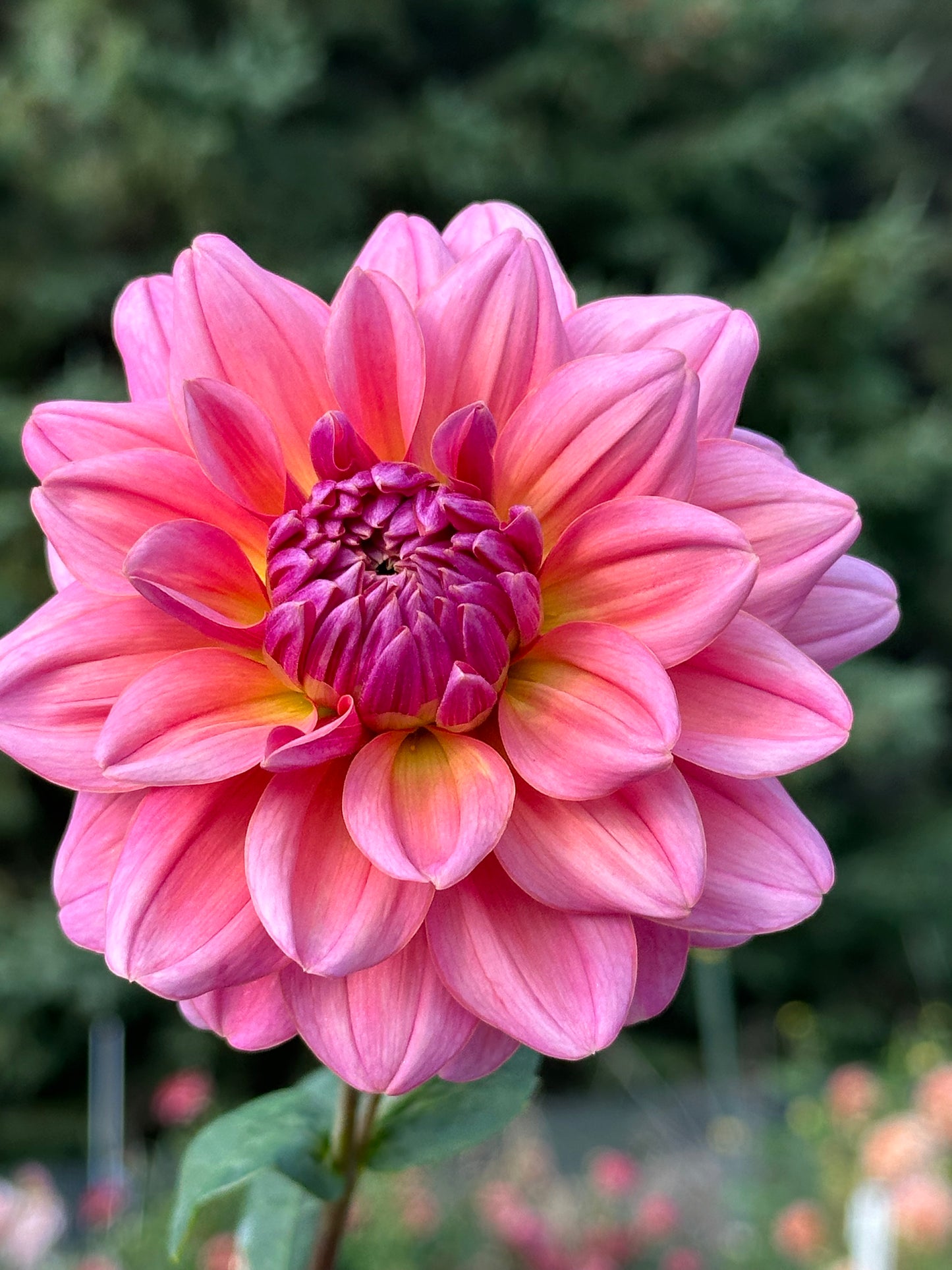 Southern Belle Dahlia Tuber