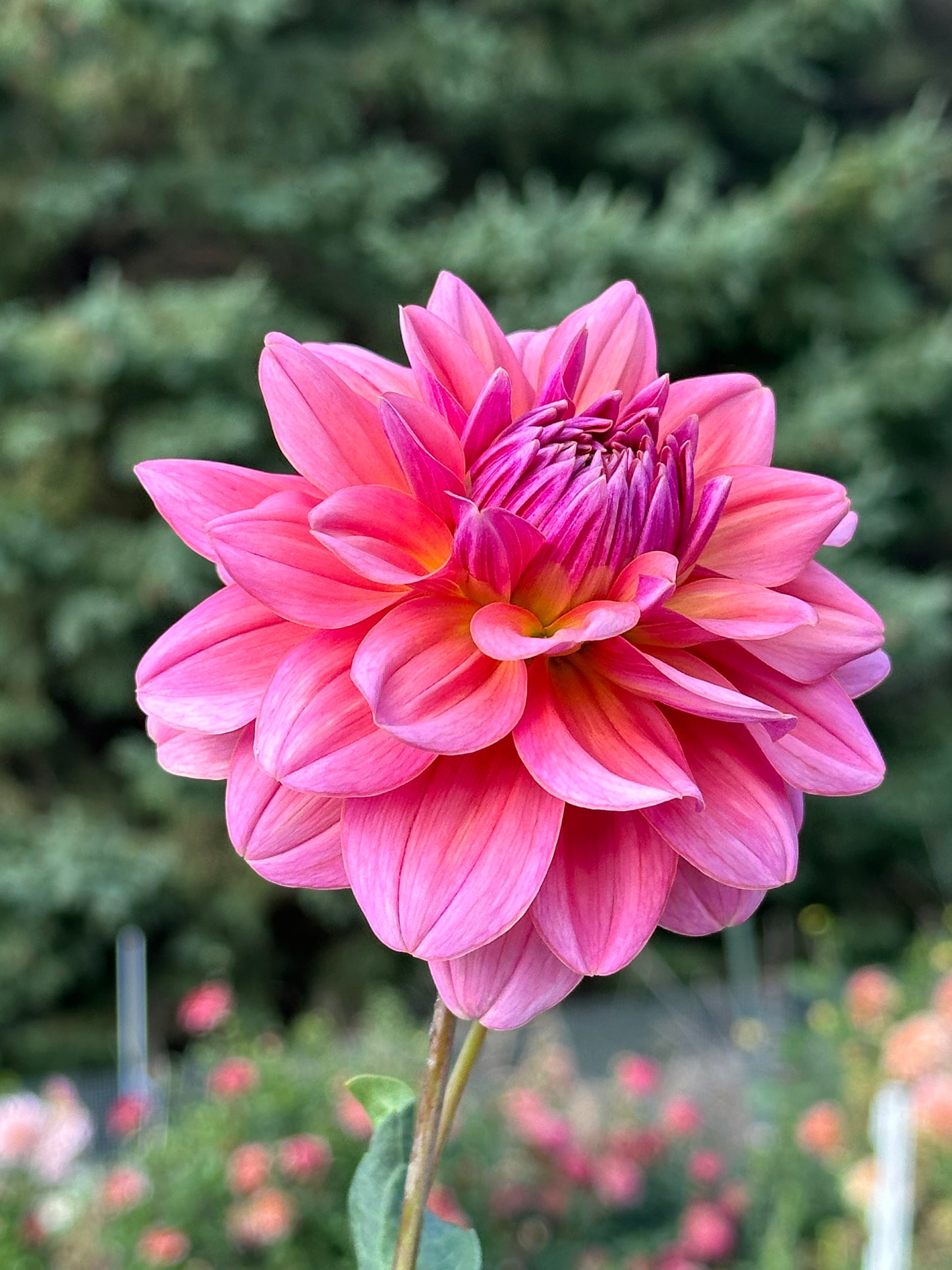 Southern Belle Dahlia Tuber
