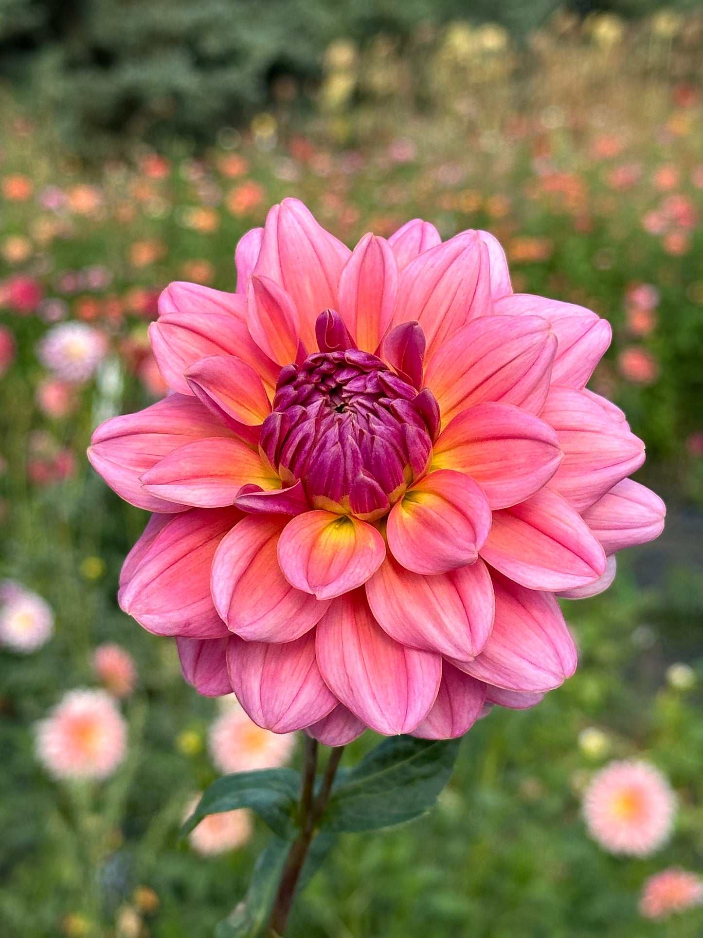 Southern Belle Dahlia Tuber